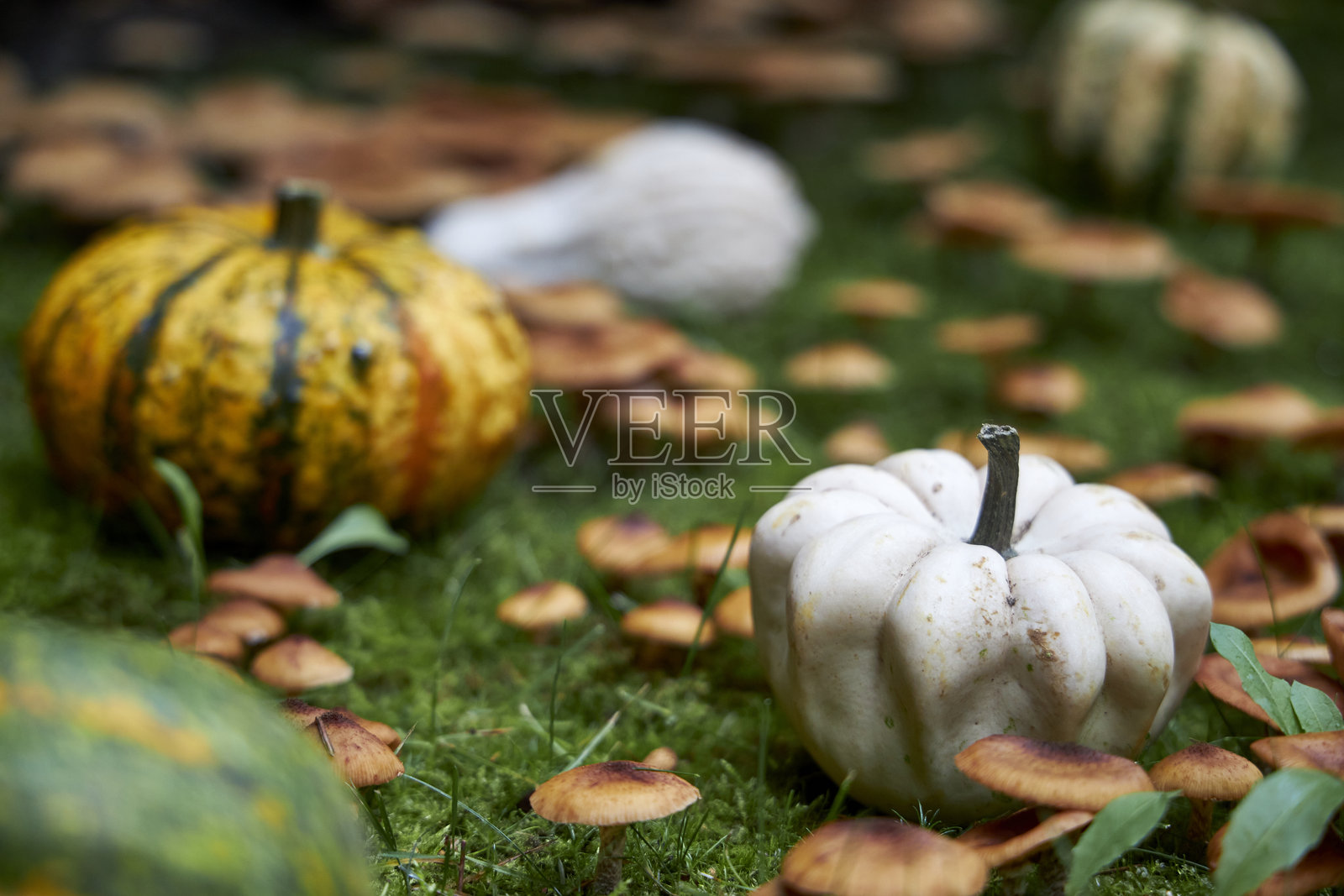 五彩南瓜和蘑菇在绿草地上营造出质朴的秋季丰收景象，是感恩节、万圣节、有机食品和乡村生活方式概念的完美季节性背景。照片摄影图片