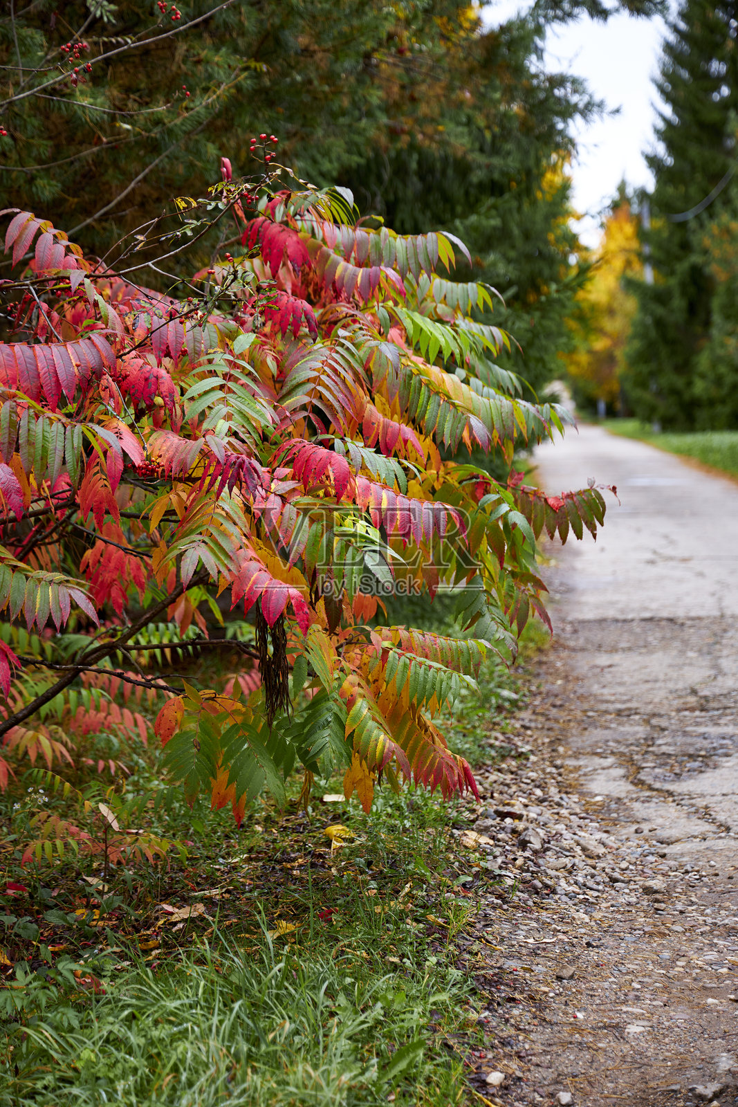五彩斑斓的秋叶，有鲜红、金黄和翠绿的叶子。季节性的秋季背景，自然特写，非常适合生态、环境、景观和生活方式的概念。照片摄影图片