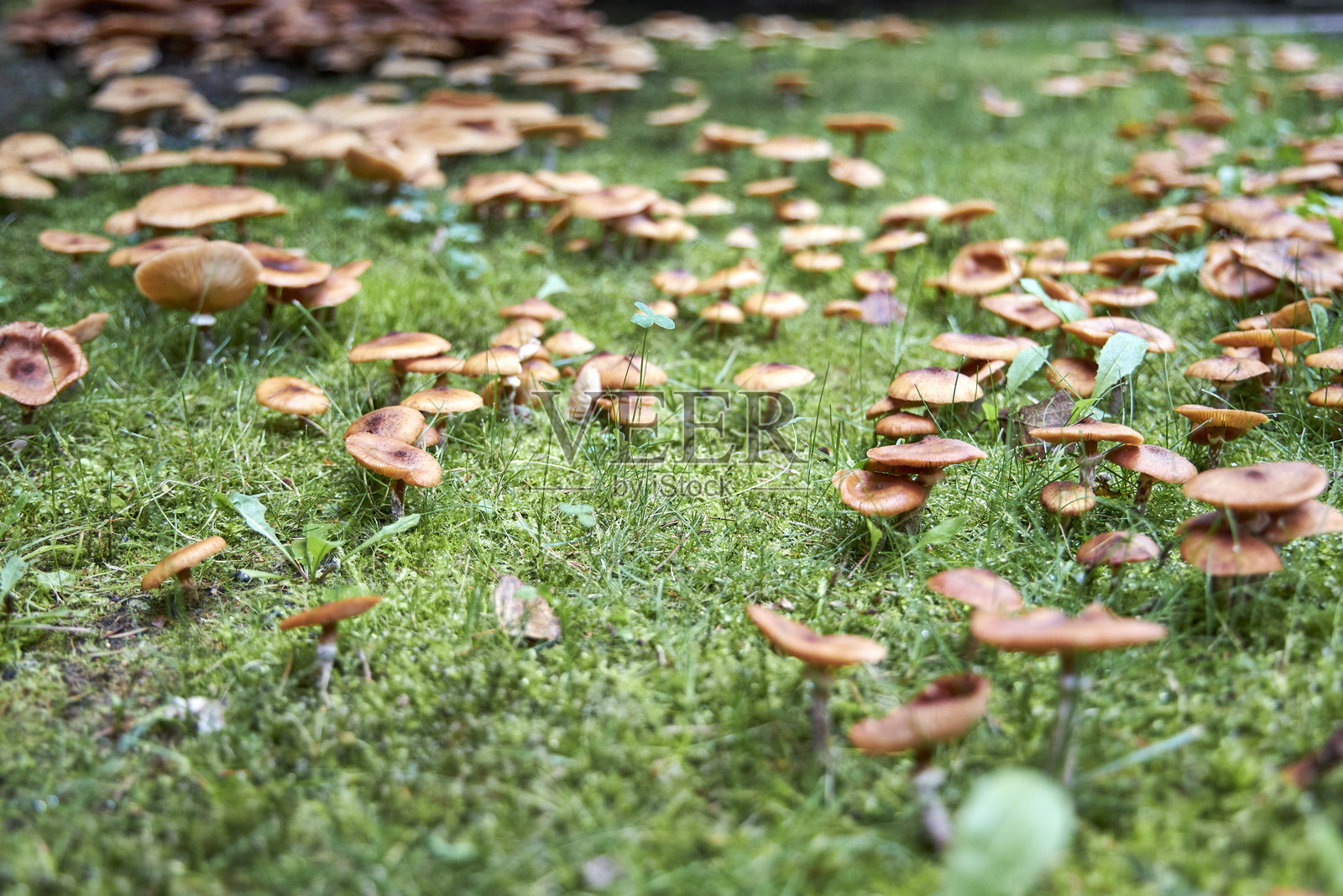 秋季森林里，一簇野生蘑菇长在绿色的苔藓上。自然的纹理背景，季节性真菌概念，非常适合生态、生物、食品和森林主题。照片摄影图片