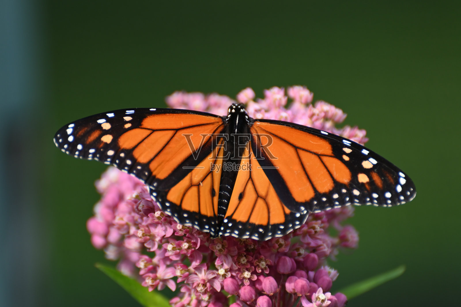 蝴蝶 2022-11a照片摄影图片