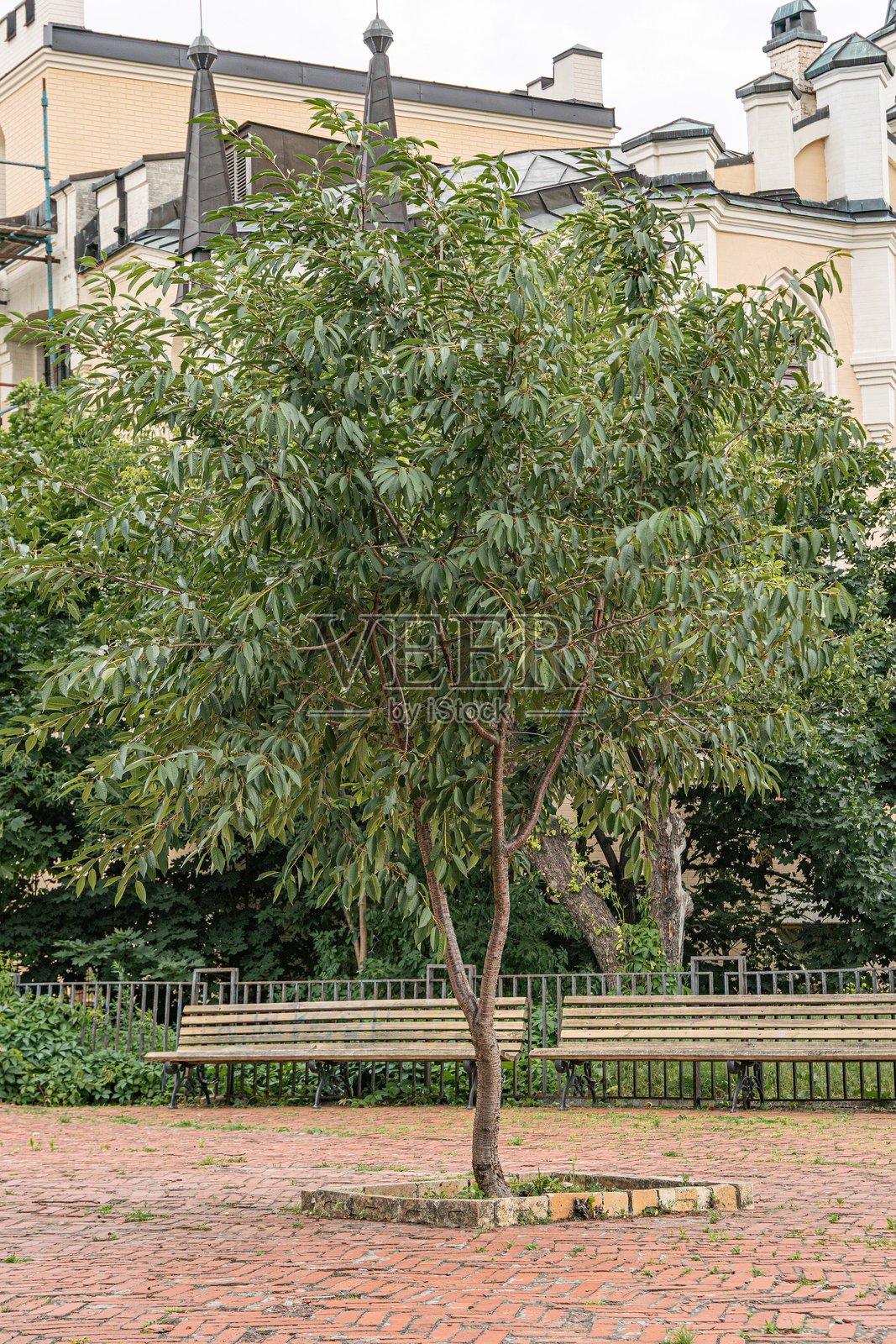 古老欧洲城市一景，砖砌步道上的树木，绿叶与红橙色砖块形成鲜明对比，旁边有一张木制长椅，可供休憩，背景中可见一座老建筑的外墙。照片摄影图片