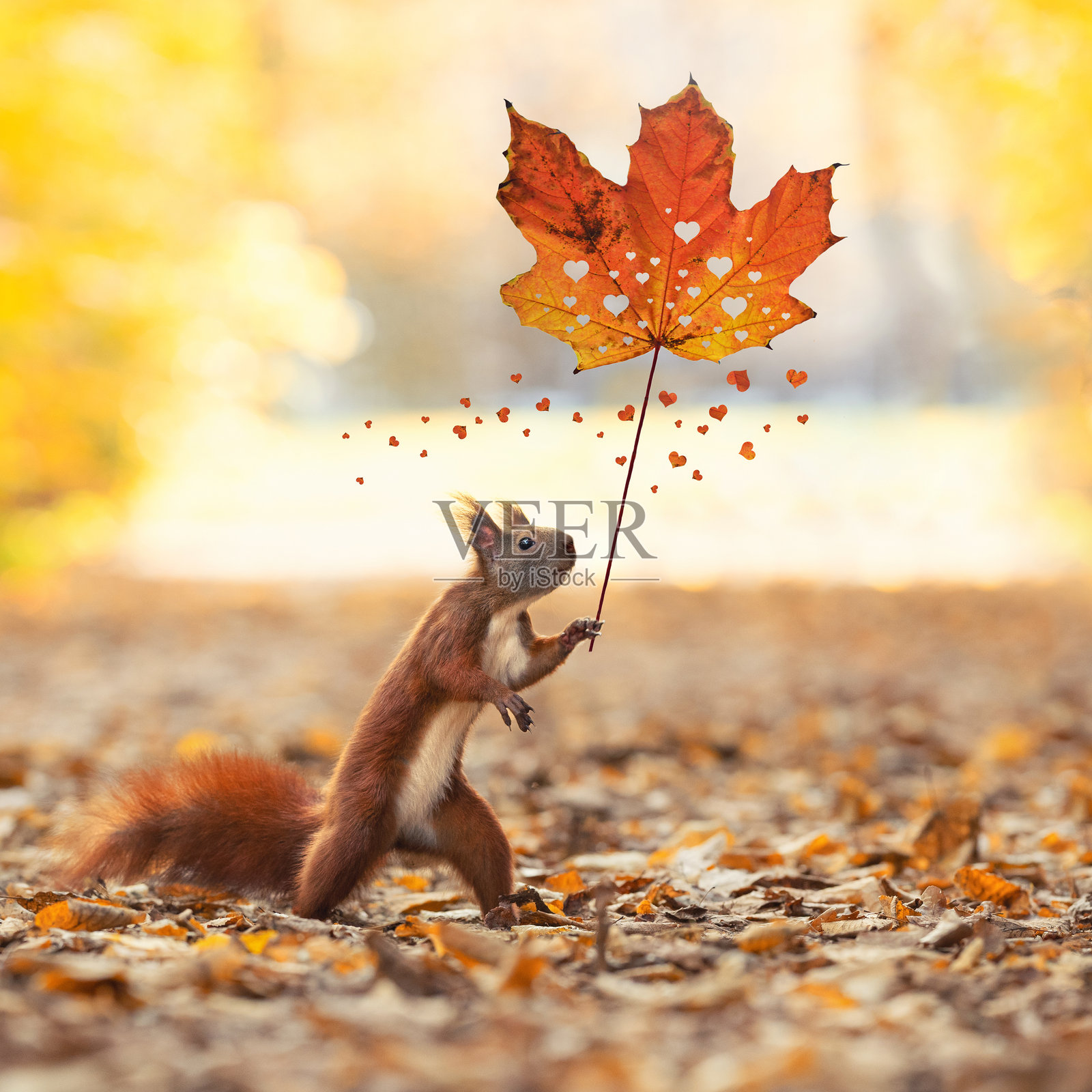 可爱的松鼠拿着一片色彩斑斓的秋叶照片摄影图片