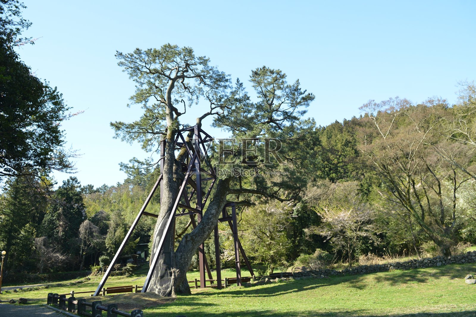 圣殿丹黑松（Pinus thunbergii）组，济州岛照片摄影图片
