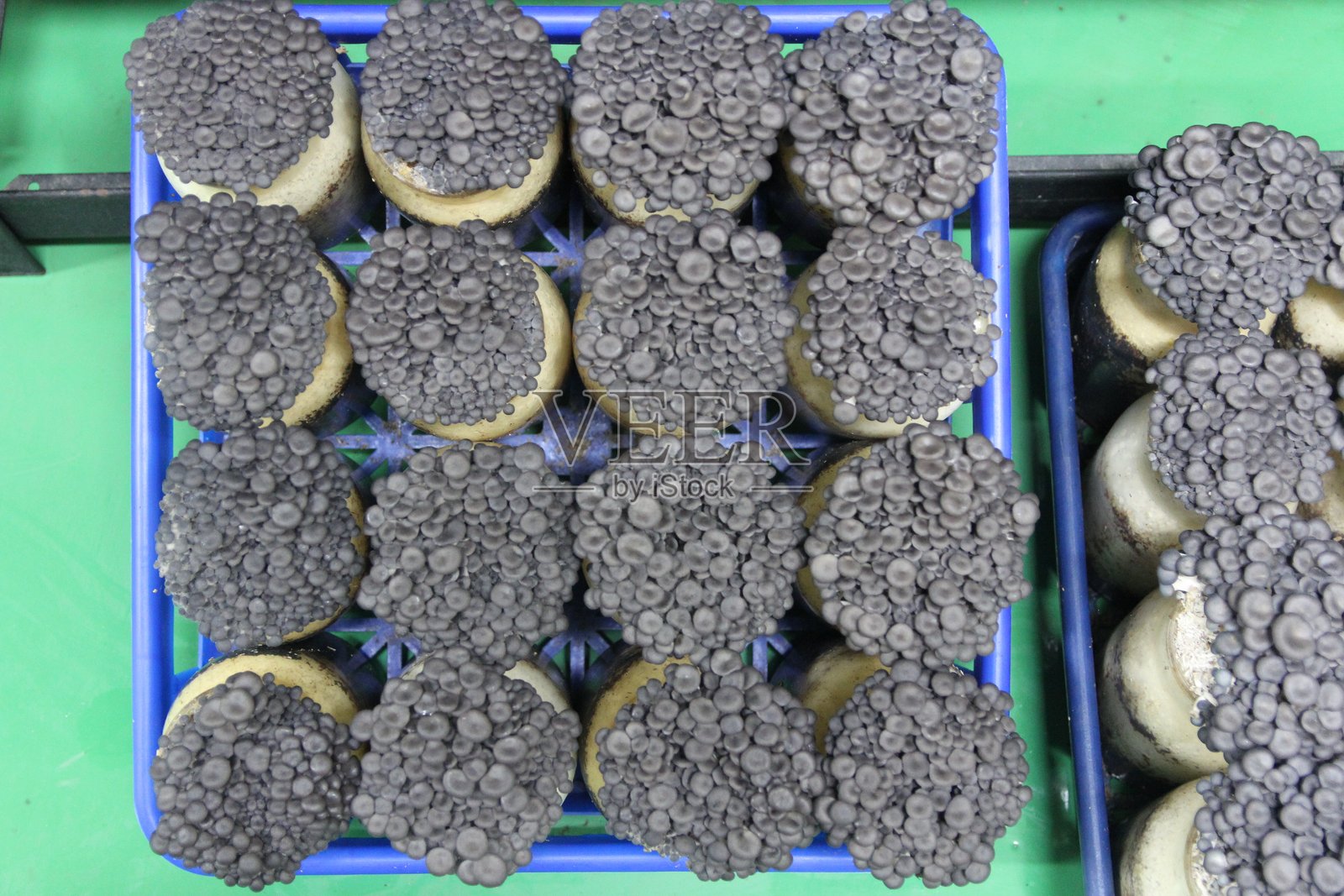 蘑菇农场，室内设施，通过控制温度和湿度来培育食用蘑菇，以实现大规模食品生产照片摄影图片