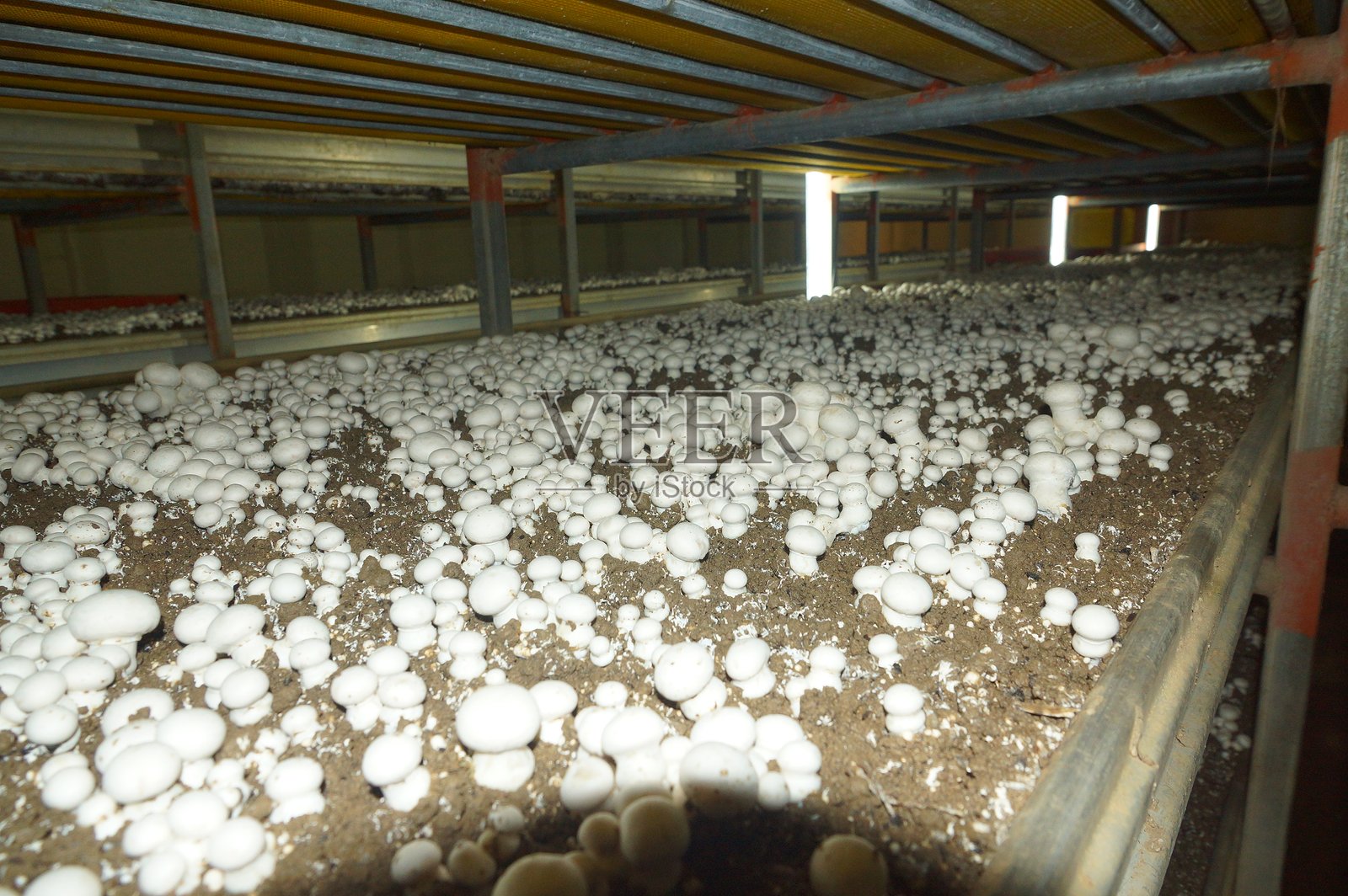 蘑菇农场，室内设施，通过控制温度和湿度来培养食用蘑菇，用于大规模食品生产照片摄影图片