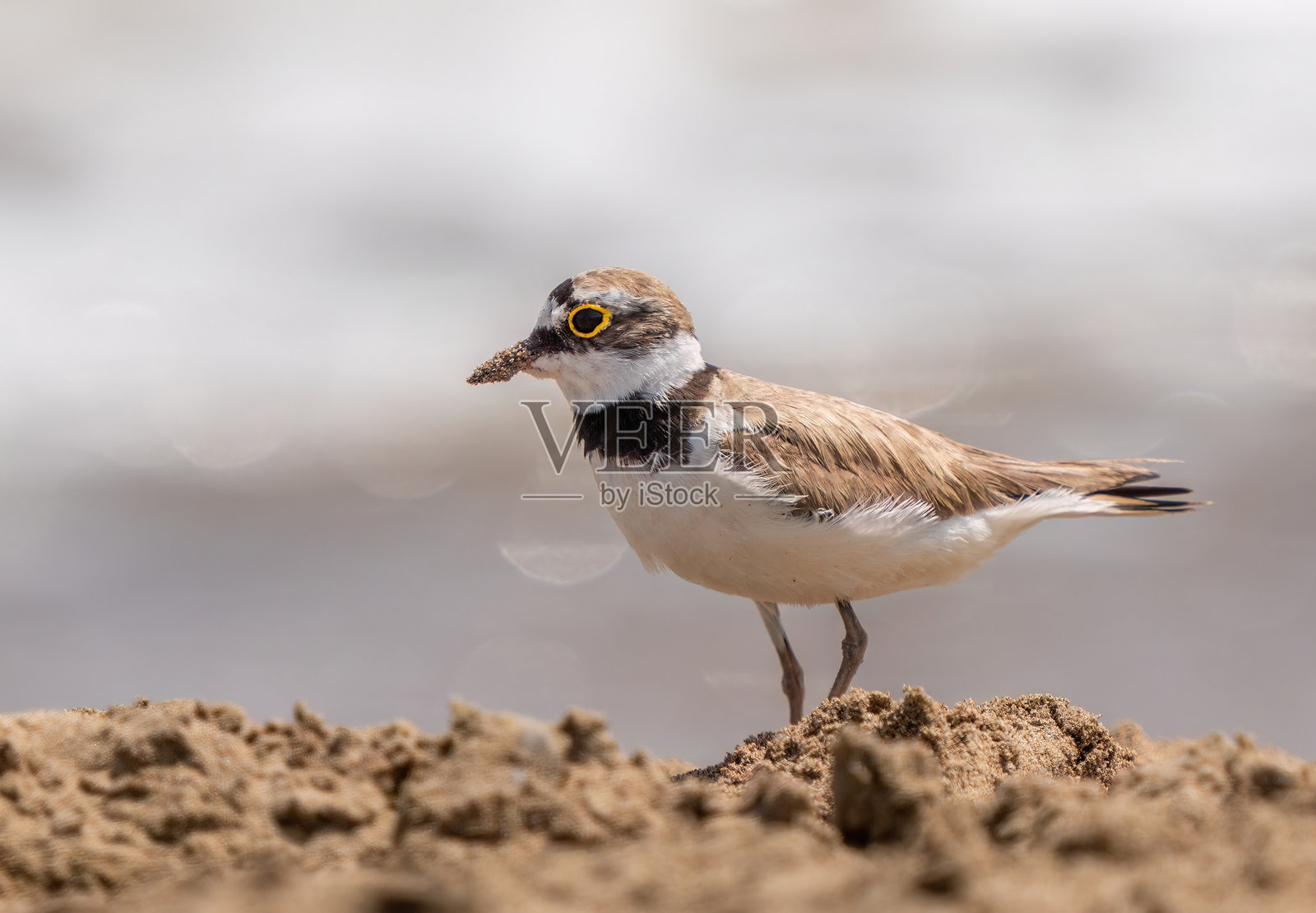 水边的金眶鸻。照片摄影图片