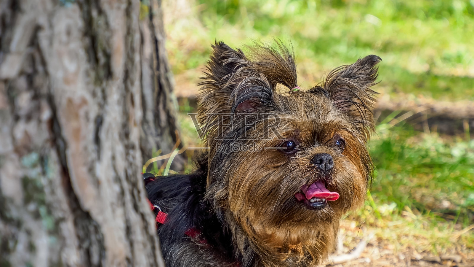 约克夏㹴犬。有趣的毛茸茸的狗。宠物。狗年。照片摄影图片