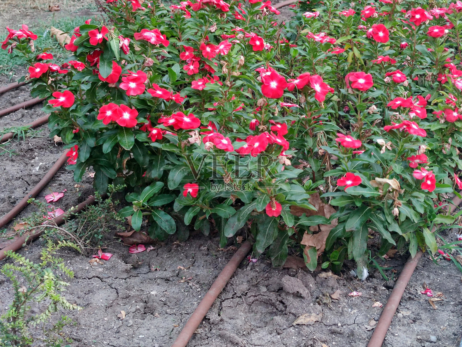 花坛上自动浇水系统的特写照片摄影图片