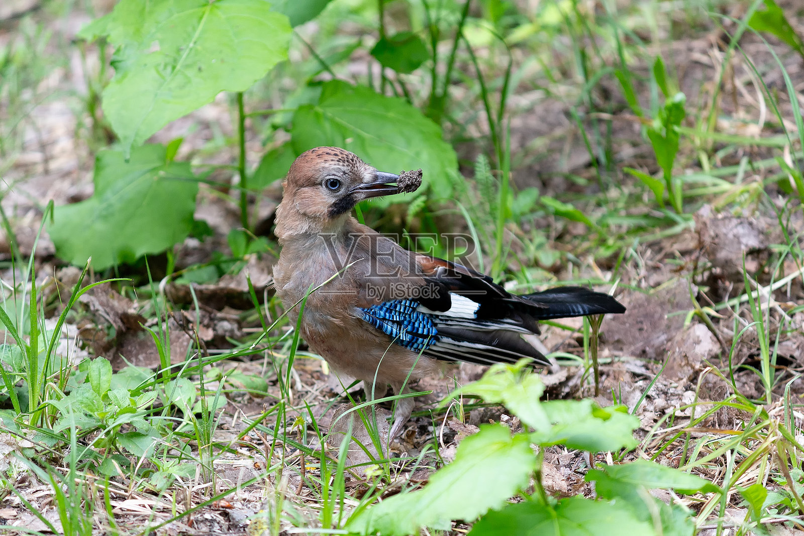 杰伊在森林里寻找地上的食物照片摄影图片