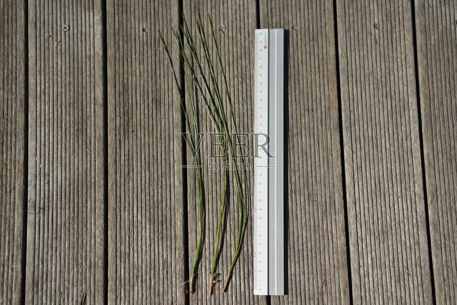 长叶松（Pinus palustris），一种高大的常绿针叶树，原产于美国东南部，针叶长达 60 厘米，在阿拉巴马州具有象征意义。摄于韩国。照片摄影图片