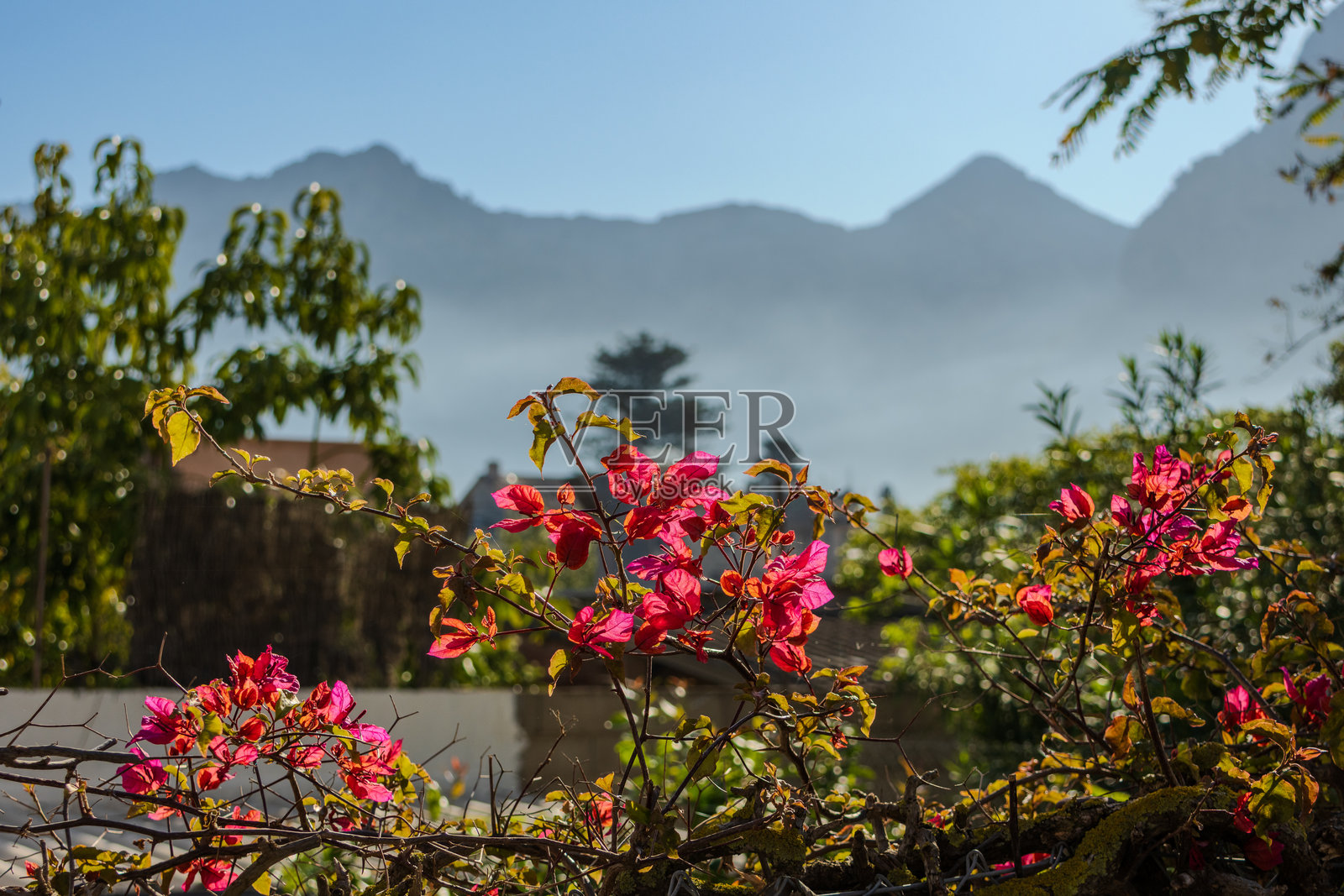 西班牙马略卡岛，背景是群山，前景是五彩斑斓的花朵照片摄影图片