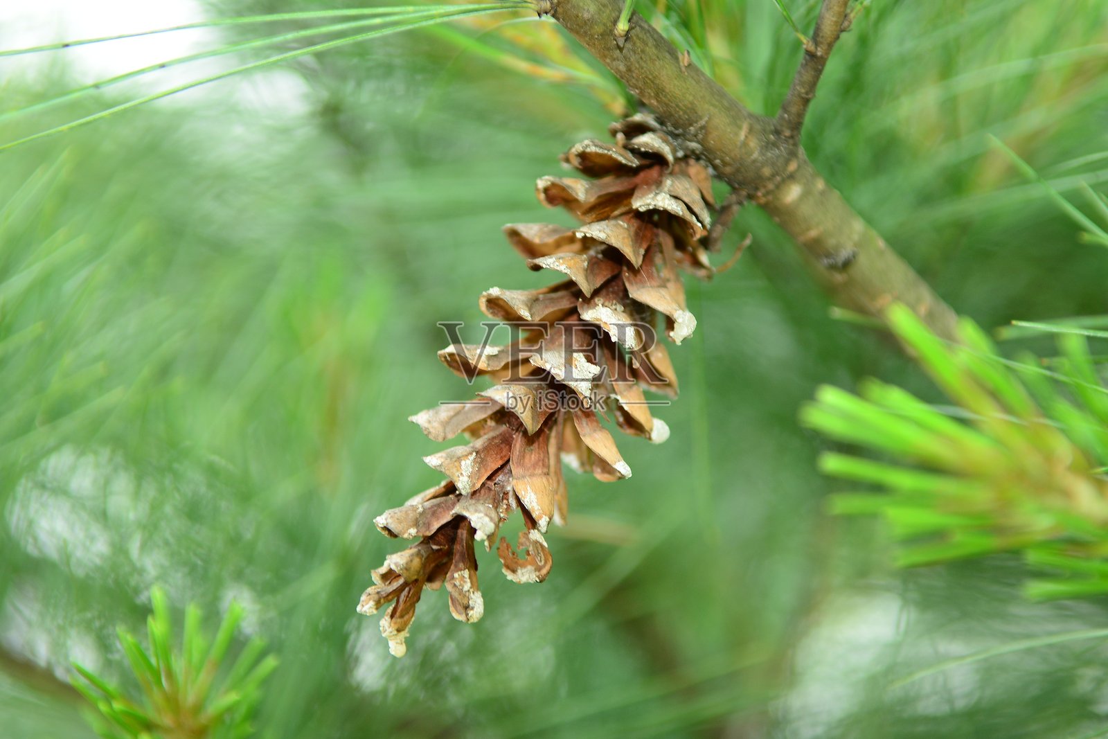 东方白松（Pinus strobus），又称东部白松，是一种高大的常绿针叶树，原产于北美东部，针叶成簇，每簇五根，并长有长松果。该树木因木材和纸张而备受珍视。摄于韩国。照片摄影图片