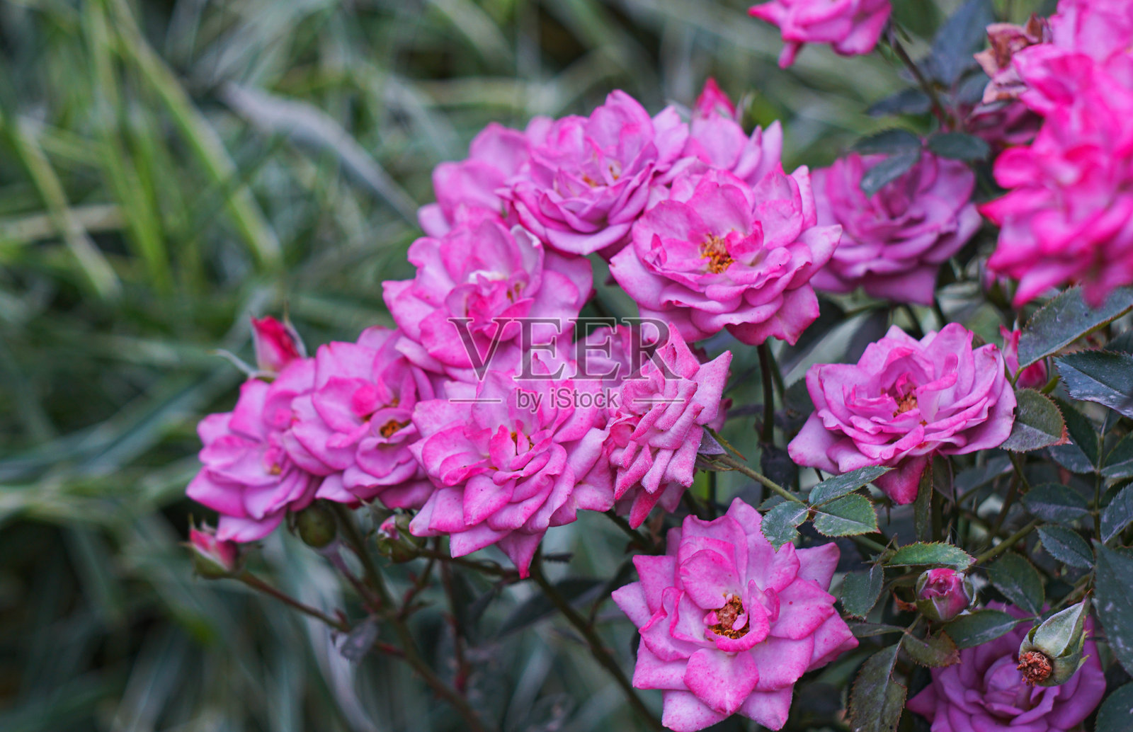 粉红玫瑰照片摄影图片