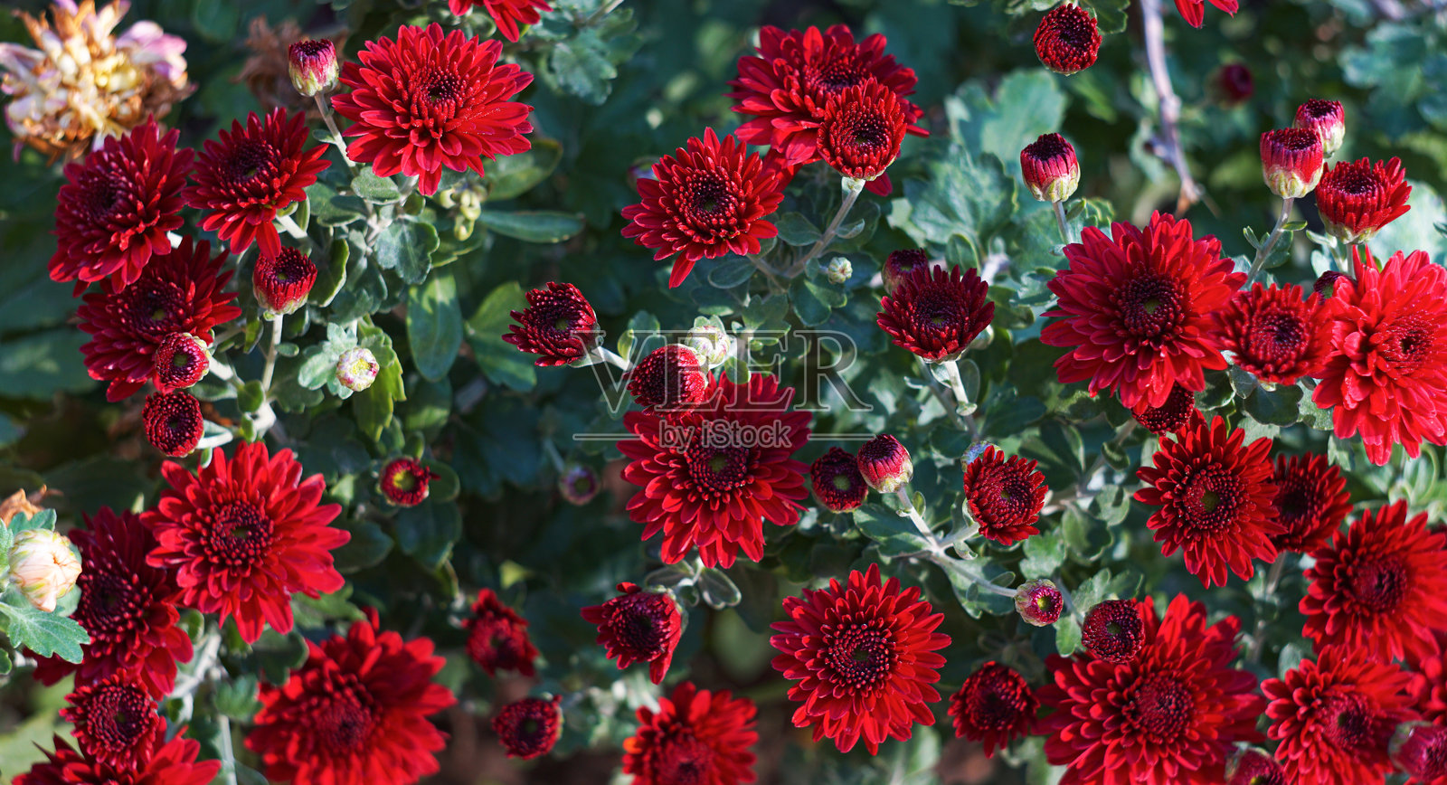 花园里的红色雏菊照片摄影图片