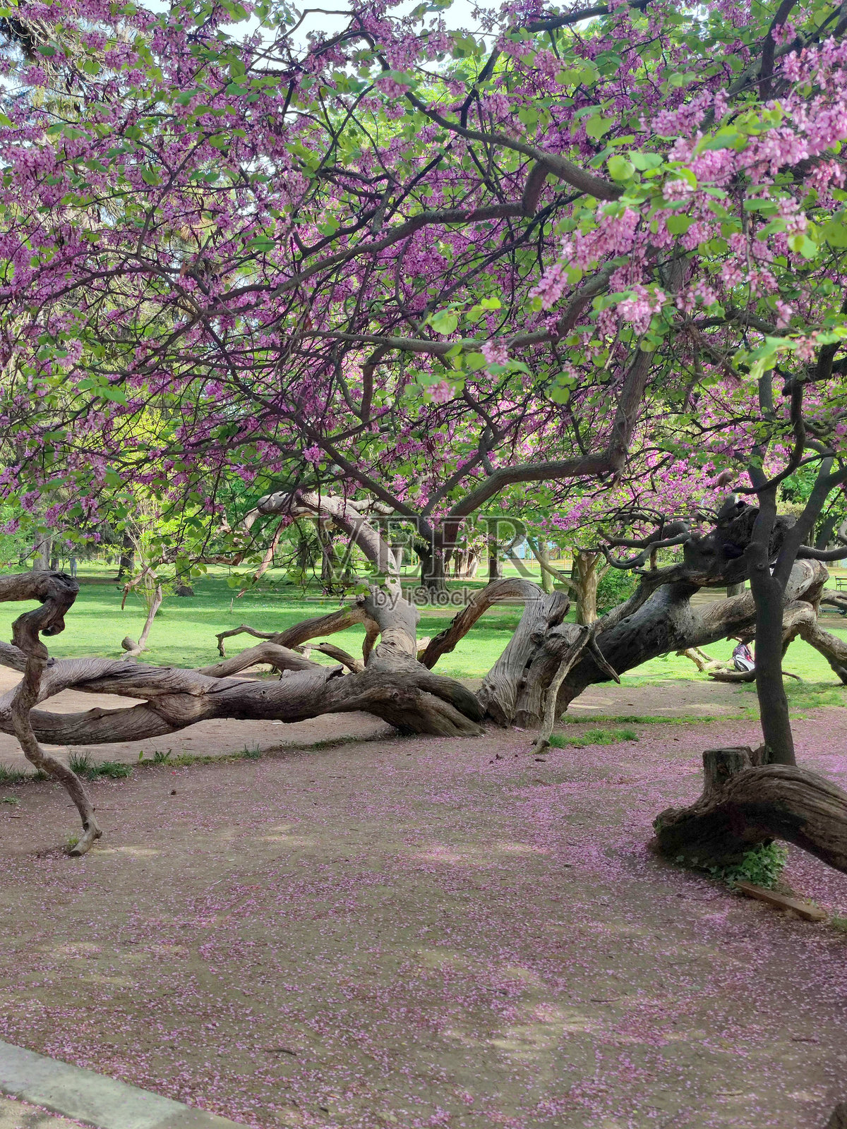 盛开的粉色、蔓延的紫荆树（Cercis siliquastrum），位于公园内。照片摄影图片