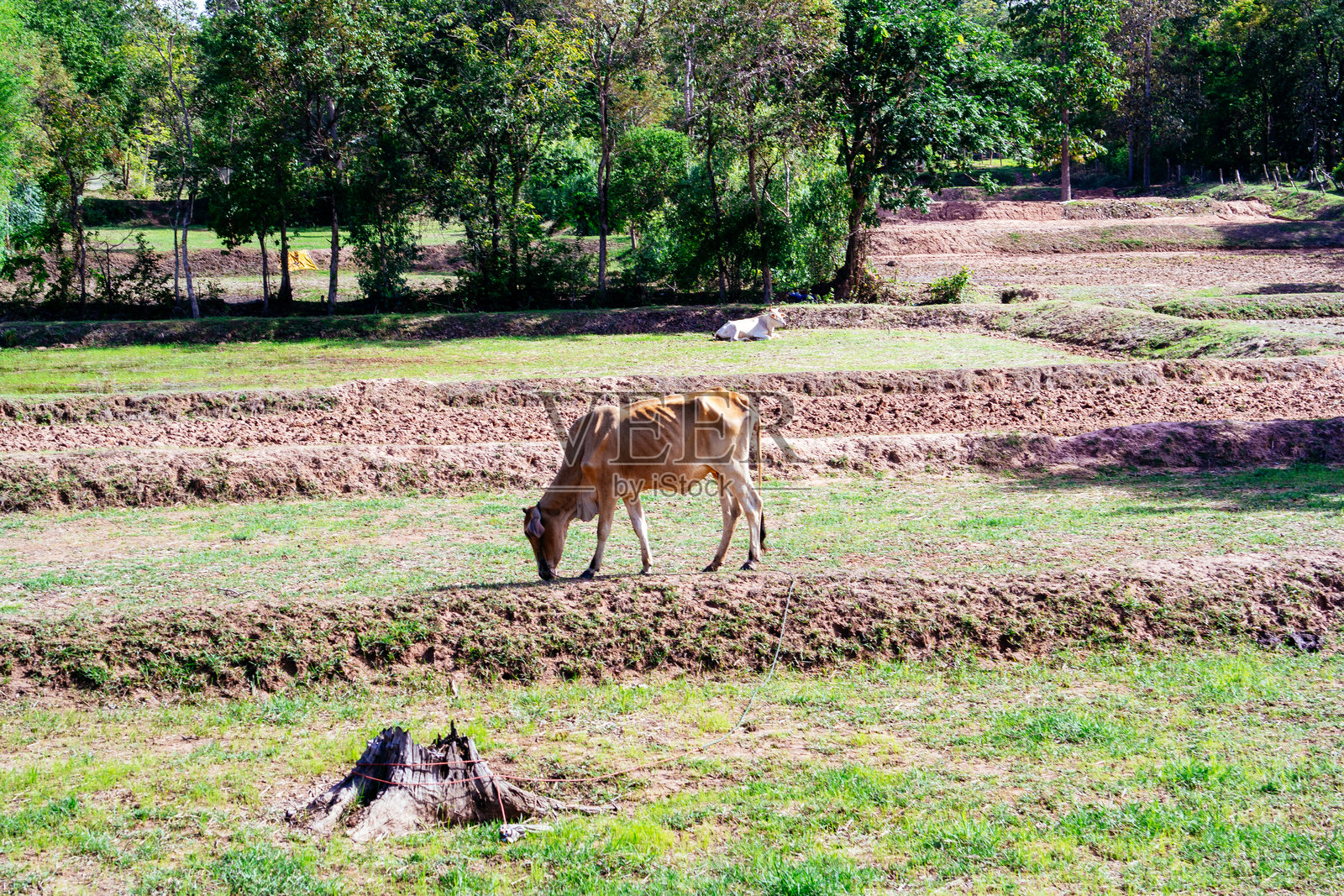 乡村风光照片摄影图片