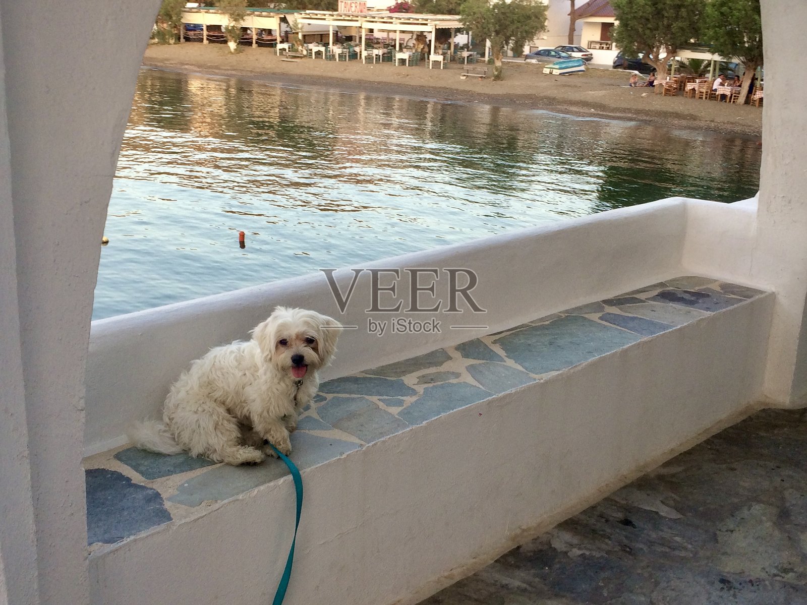 马尔济斯犬照片摄影图片