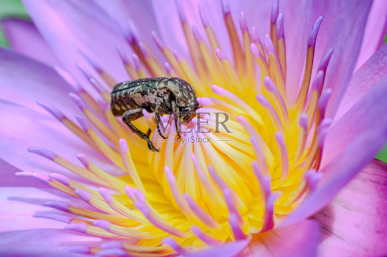 粉色睡莲上的巨型花金龟与花粉照片摄影图片