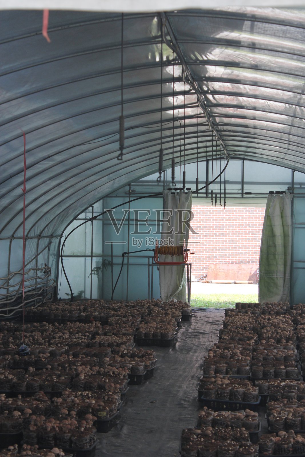 蘑菇农场，室内设施，通过控制温度和湿度来种植食用蘑菇，用于大规模食品生产。照片摄影图片