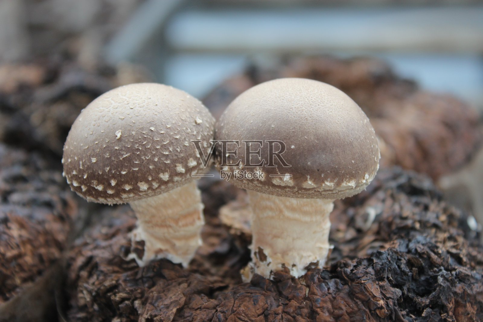 蘑菇农场，室内设施，通过控制温度和湿度来培养食用蘑菇，用于大规模食品生产照片摄影图片