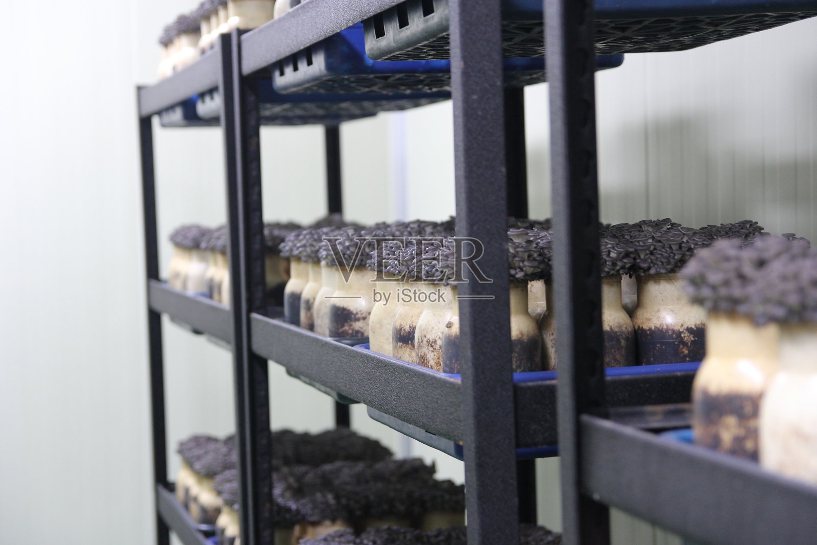 蘑菇农场，室内设施，通过控制温度和湿度来培育可食用蘑菇，用于大规模食品生产照片摄影图片