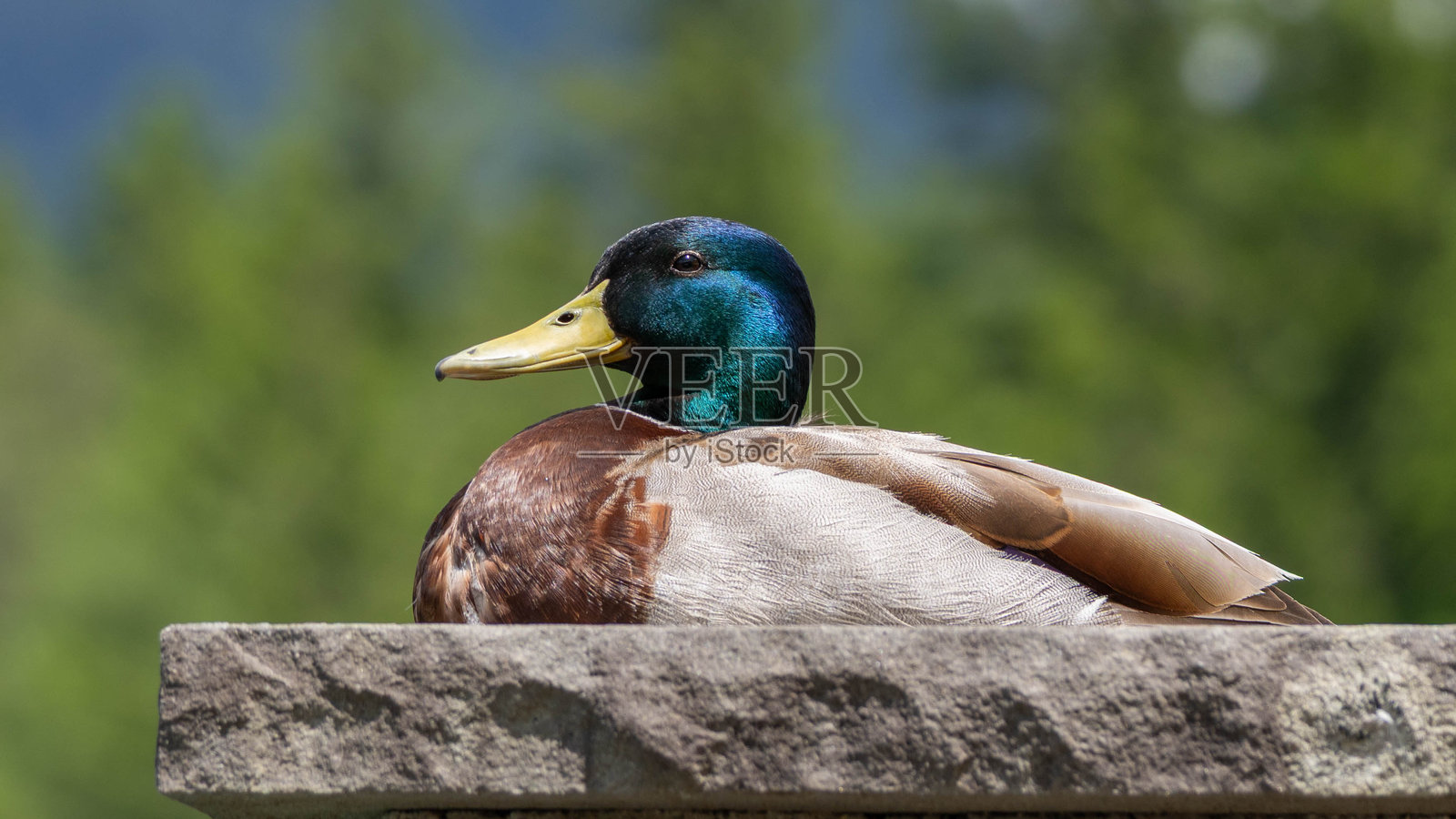 石头上坐着一只美丽的鸭子照片摄影图片