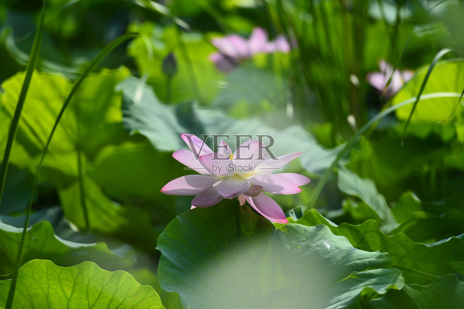 公园里盛开的荷花照片摄影图片