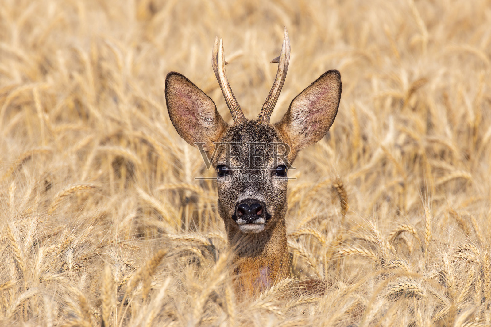 一只年轻的雄鹿，带着好奇的目光，站在麦田里。照片摄影图片