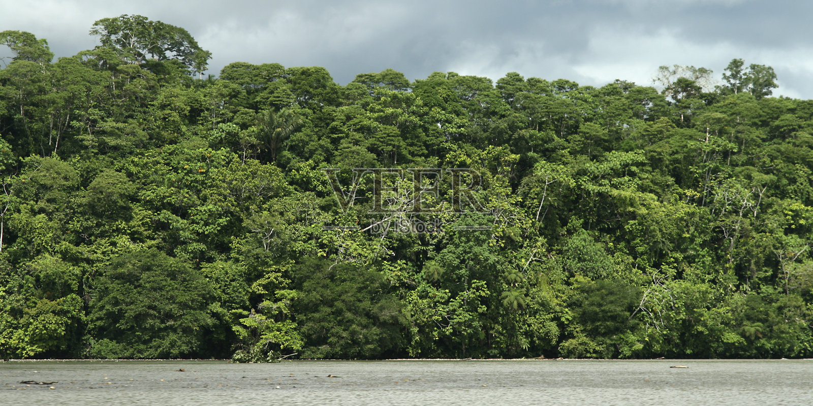 纳波河，热带雨林，色彩斑斓的树叶，纳波河流域，亚马逊，厄瓜多尔照片摄影图片