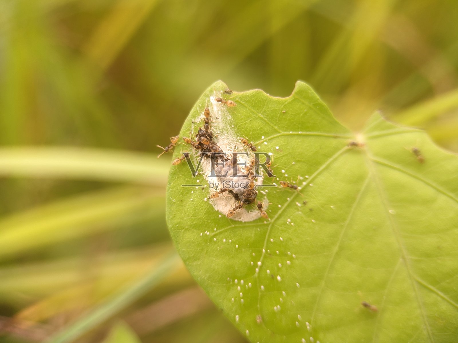 红蚂蚁照片摄影图片