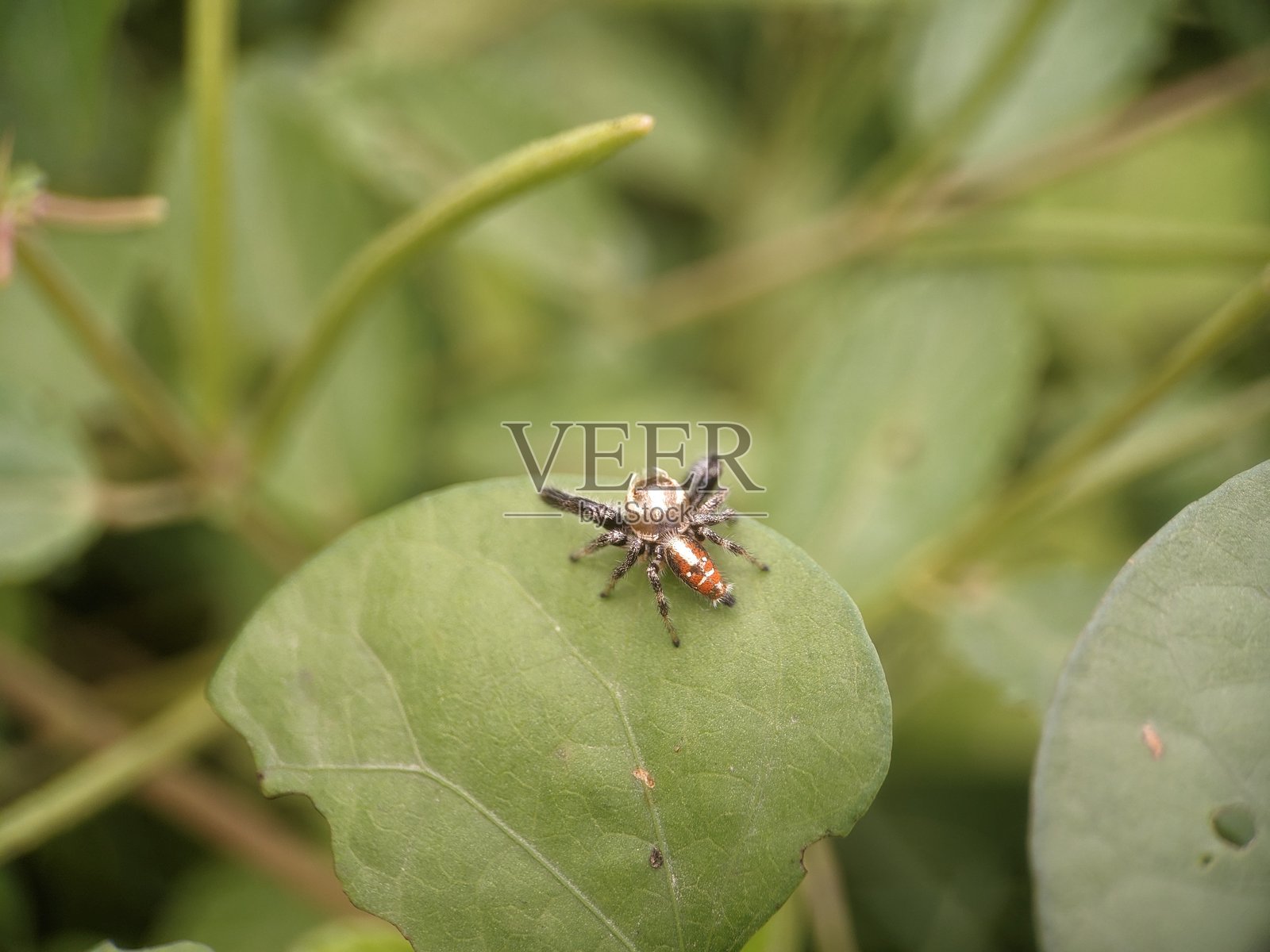 绿色叶子上的跳蛛照片摄影图片
