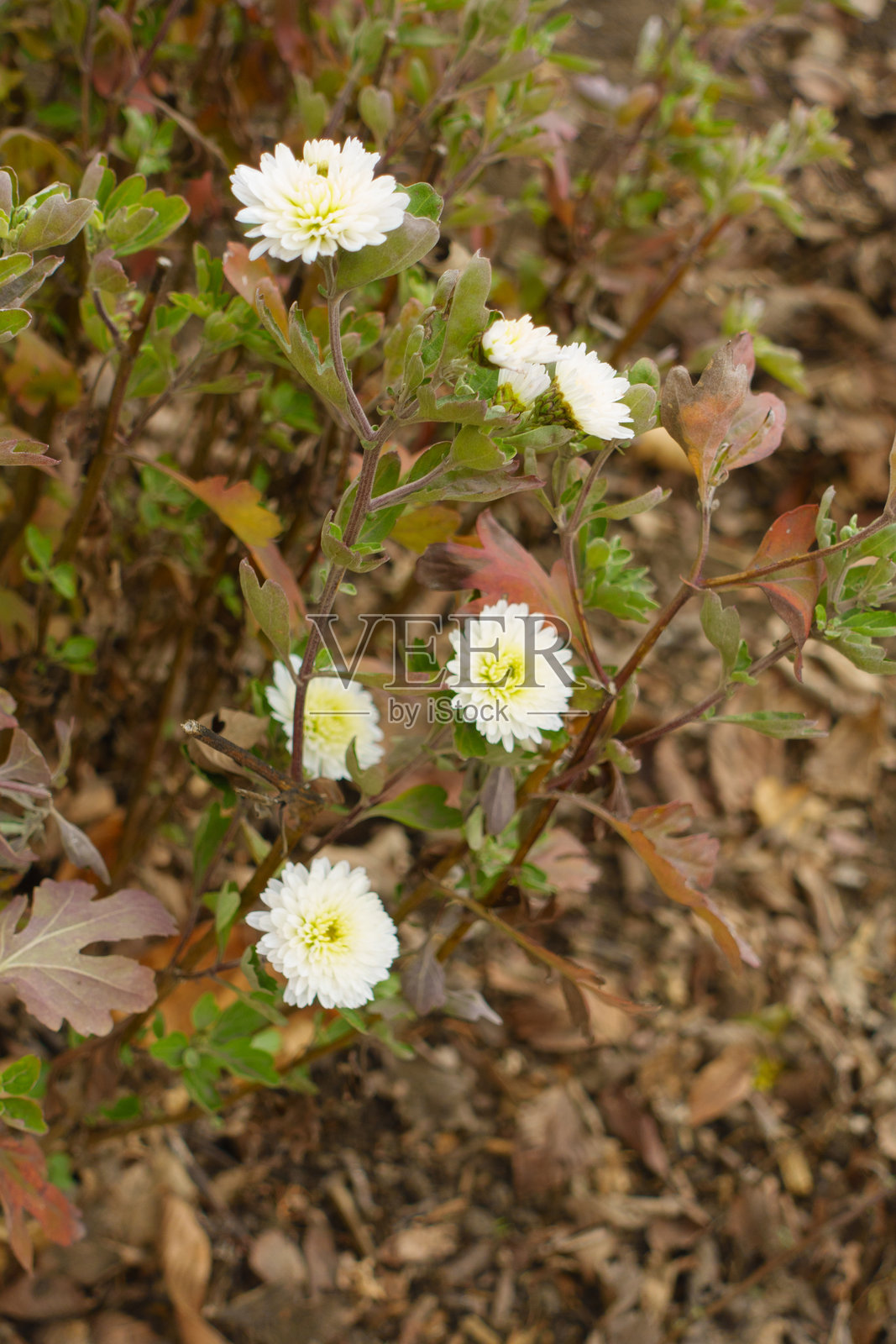十一月盛开的几朵奶油白菊花照片摄影图片
