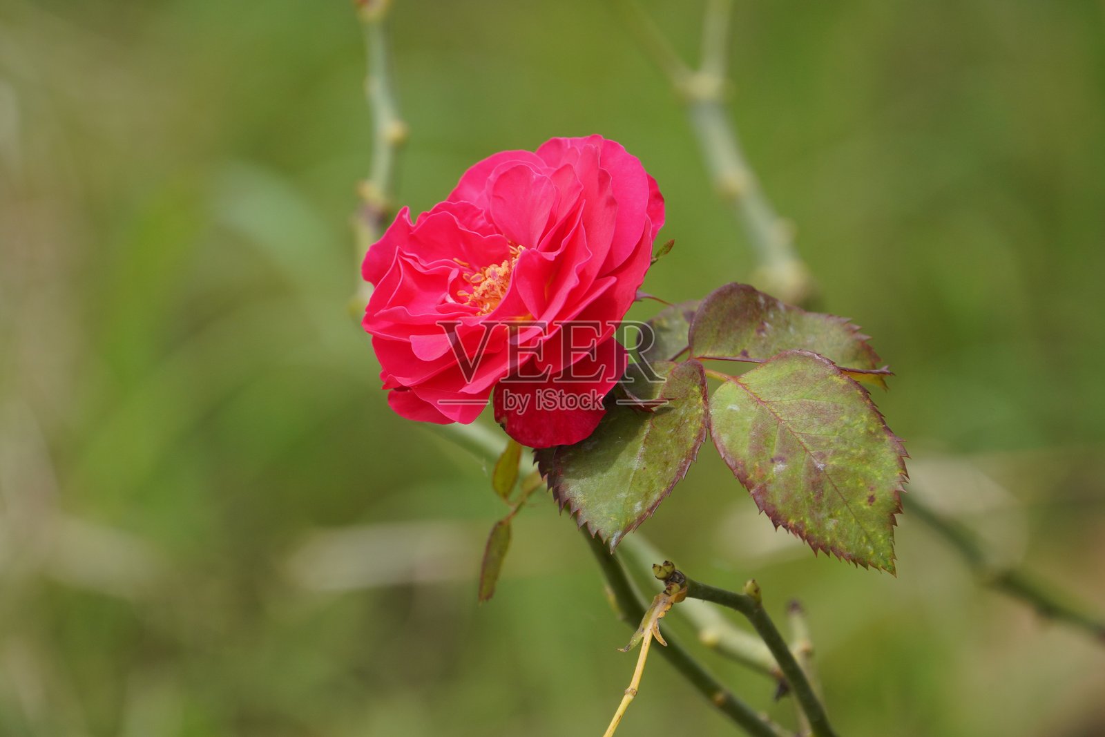 单支芬芳的玫瑰花蕾照片摄影图片