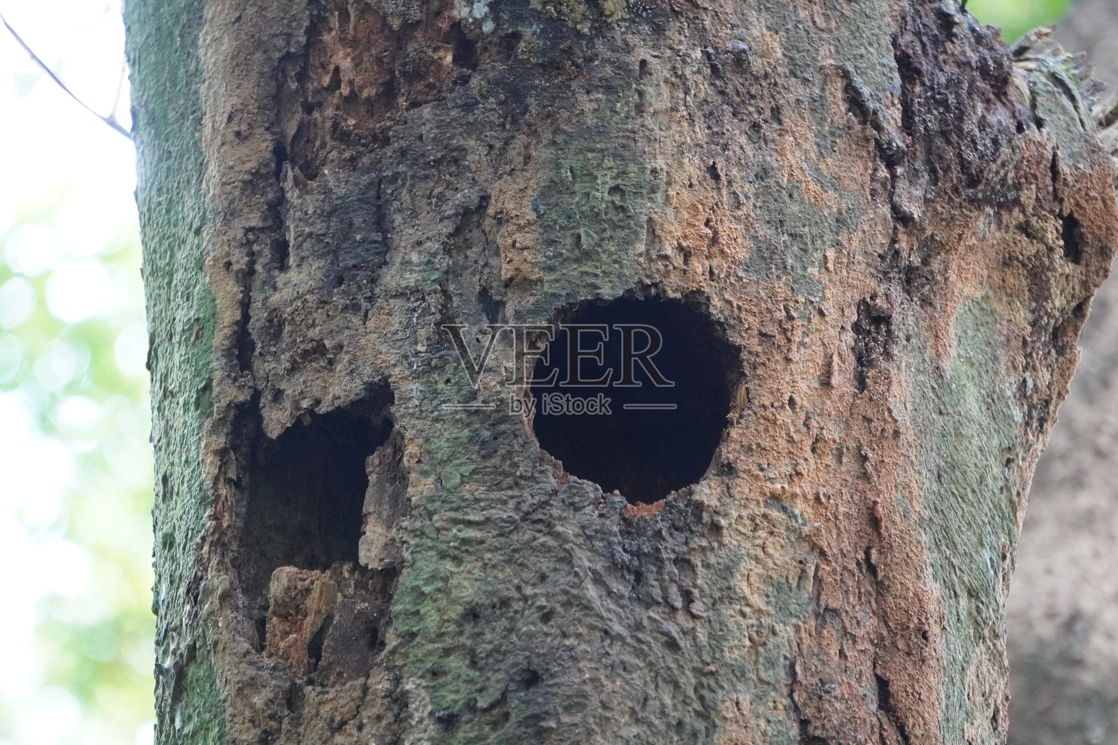 树干上的鸟洞照片摄影图片
