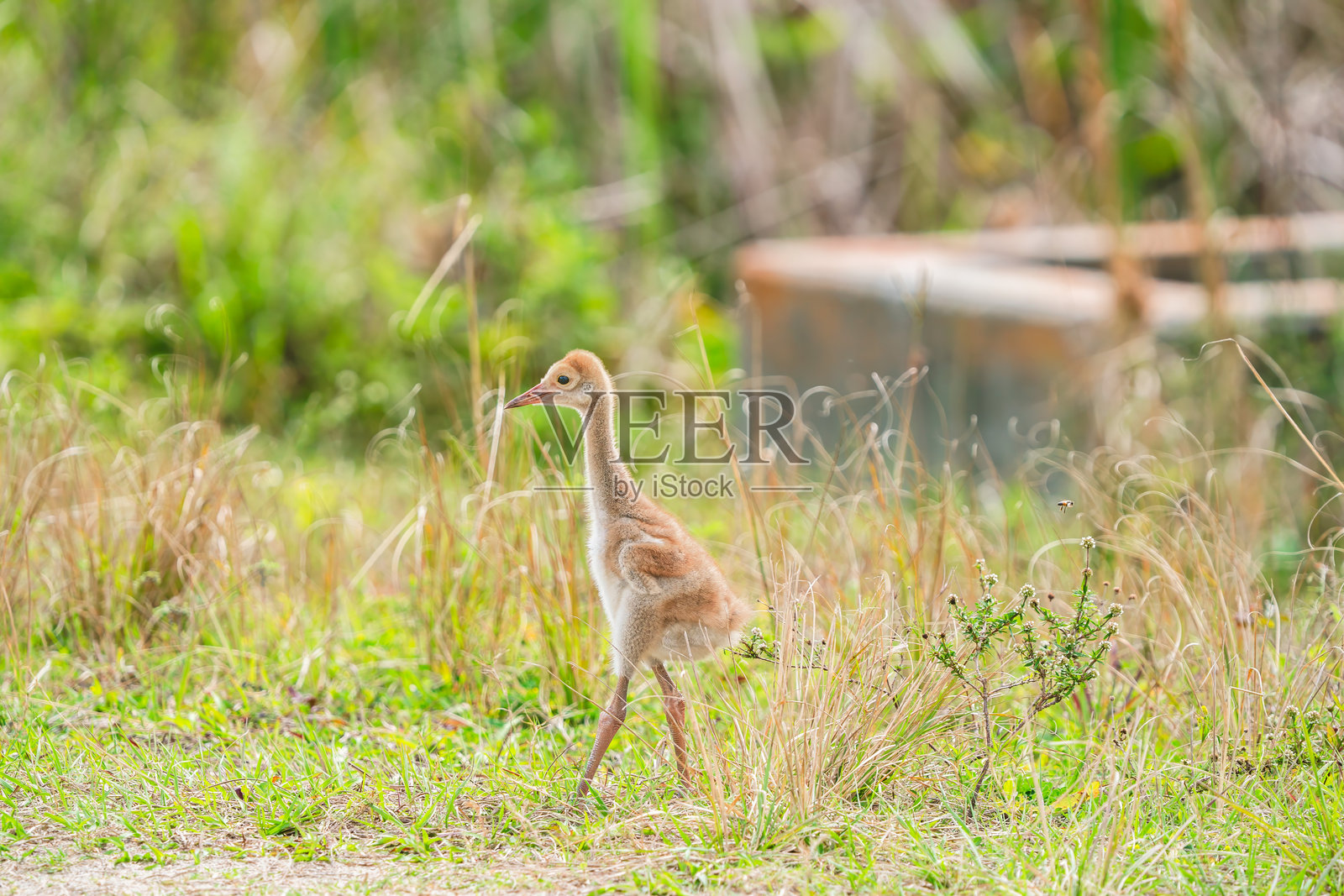 沙丘鹤雏鸟（Grus canadensis）佛罗里达州奥兰多湿地，美国照片摄影图片