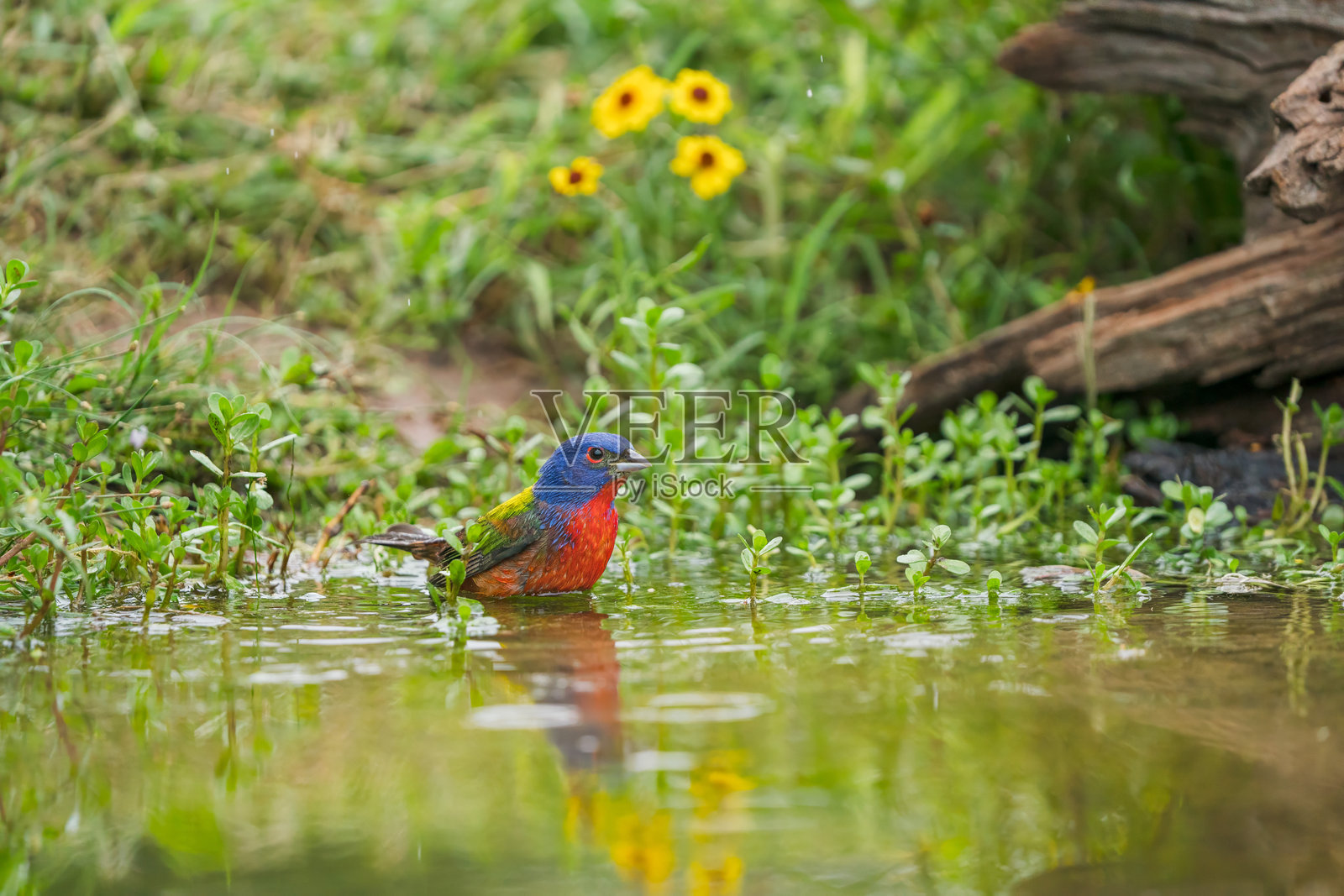 德克萨斯州，美国，彩绘 bunting 公鸟 (Passerina ciris)照片摄影图片