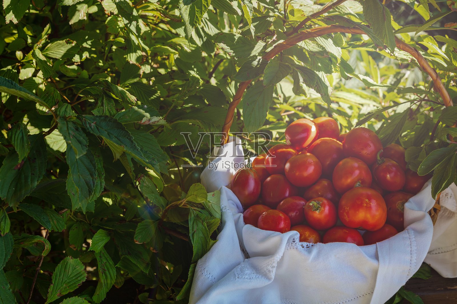 阳光明媚的一天，柳条筐里放着熟透的红番茄，铺着白布。照片摄影图片
