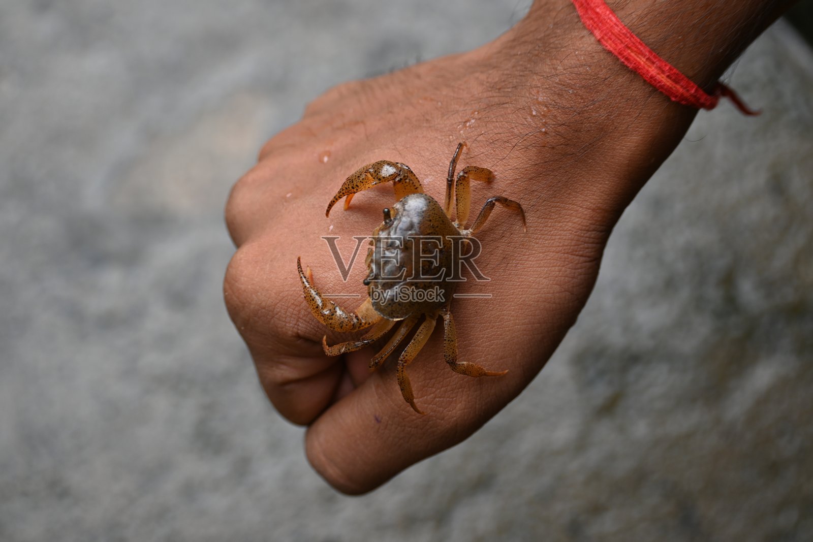 穴重泉蟹照片摄影图片