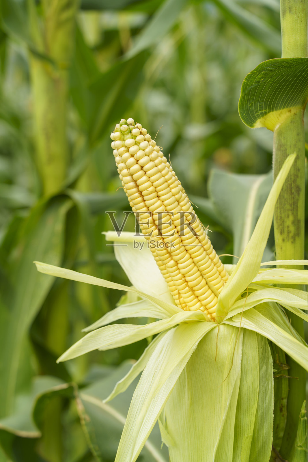 田野里成熟的玉米植株照片摄影图片