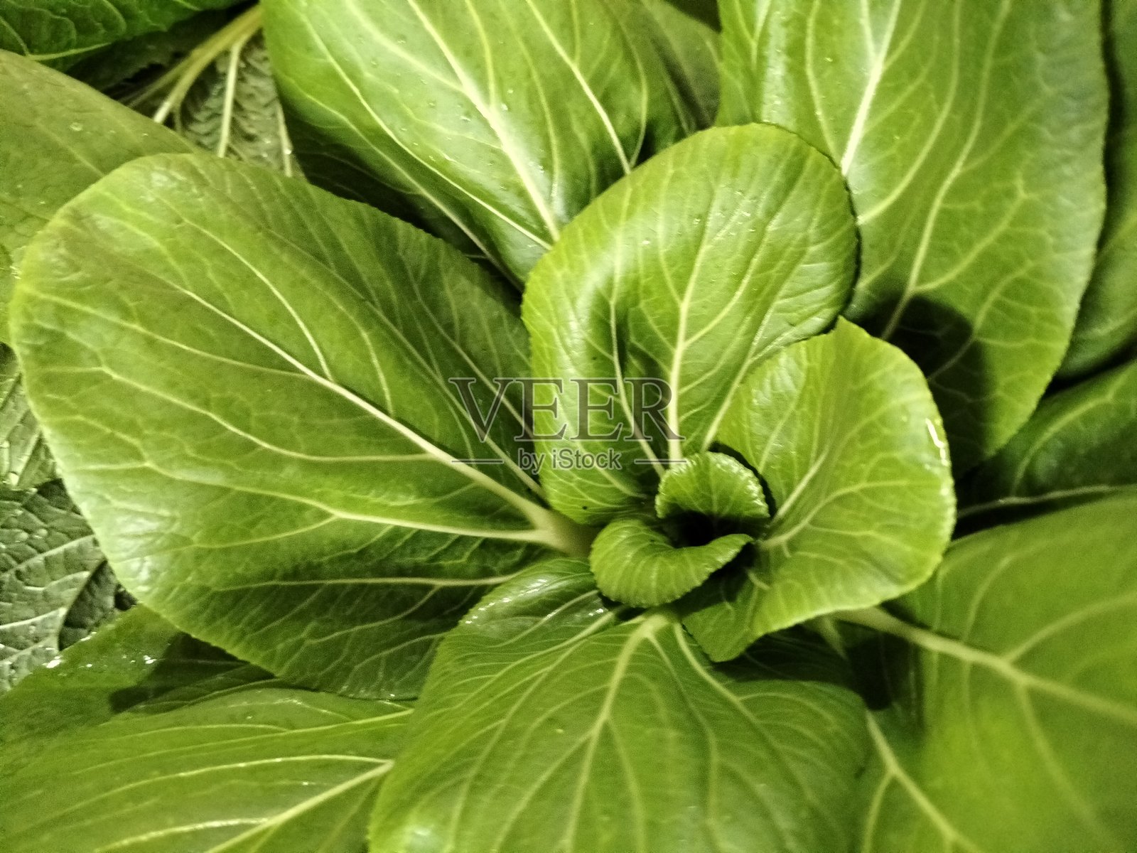 新鲜的绿色芥菜苗照片摄影图片