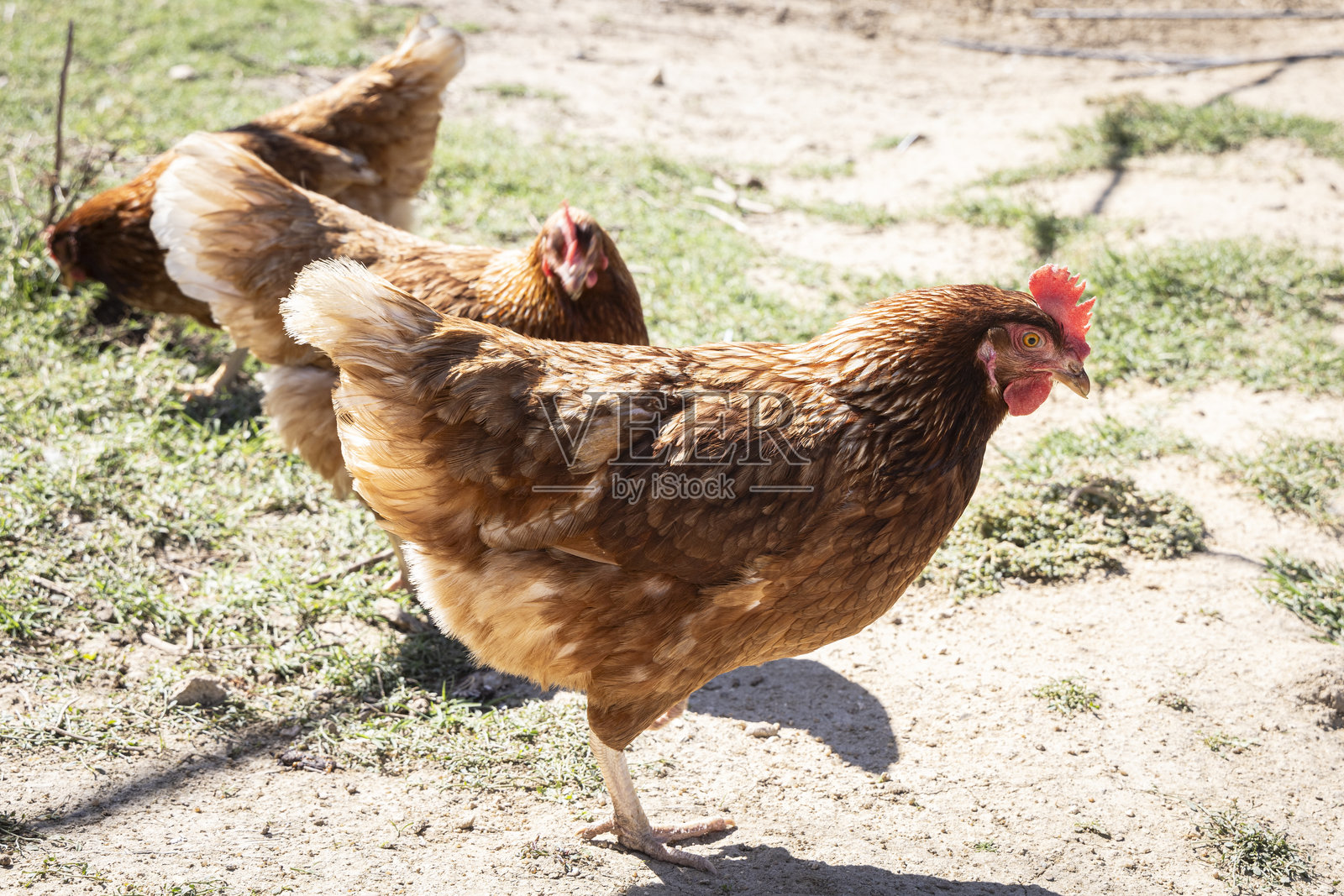 快乐的走地鸡在户外照片摄影图片
