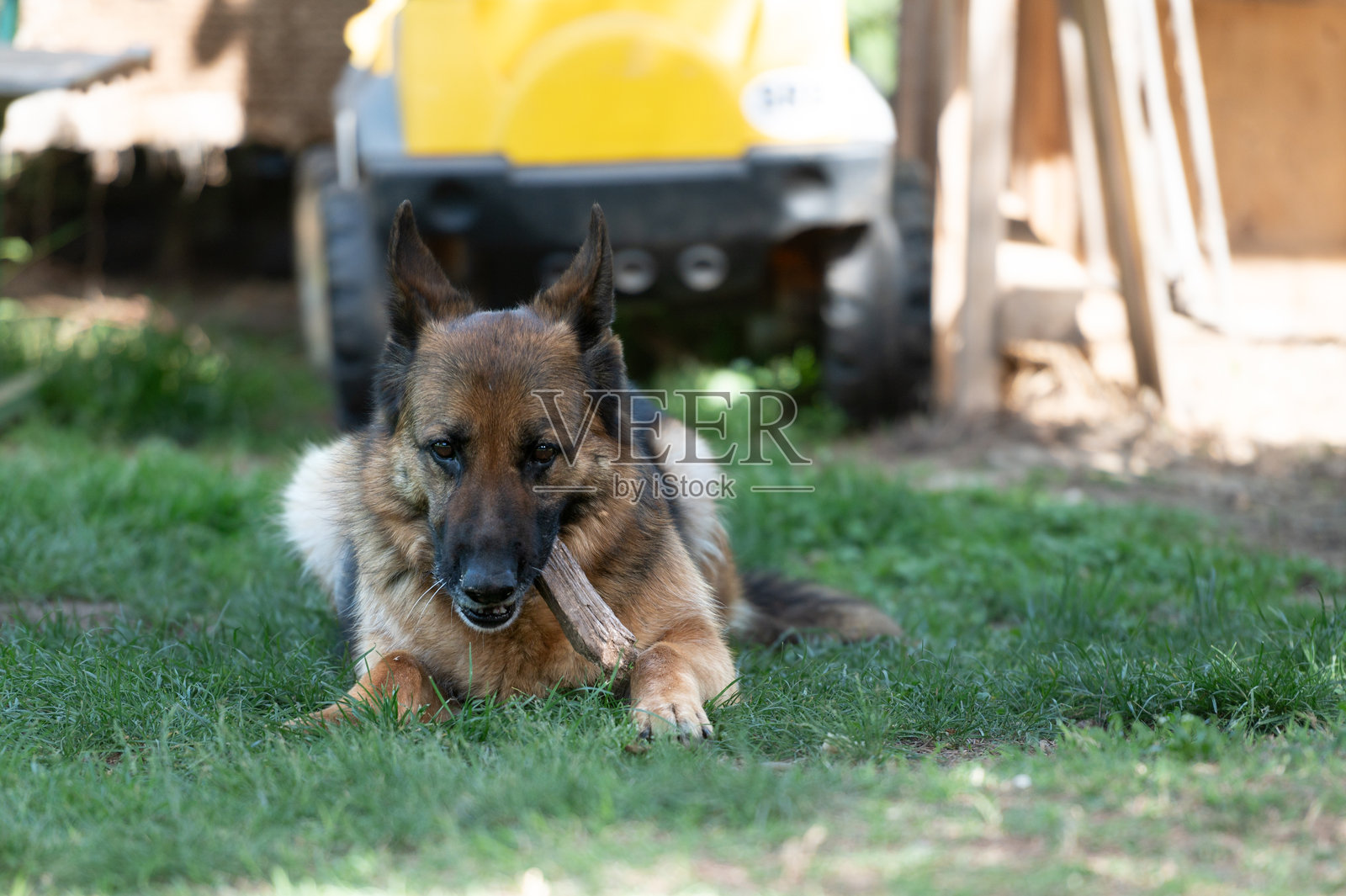 草地上的德国牧羊犬照片摄影图片