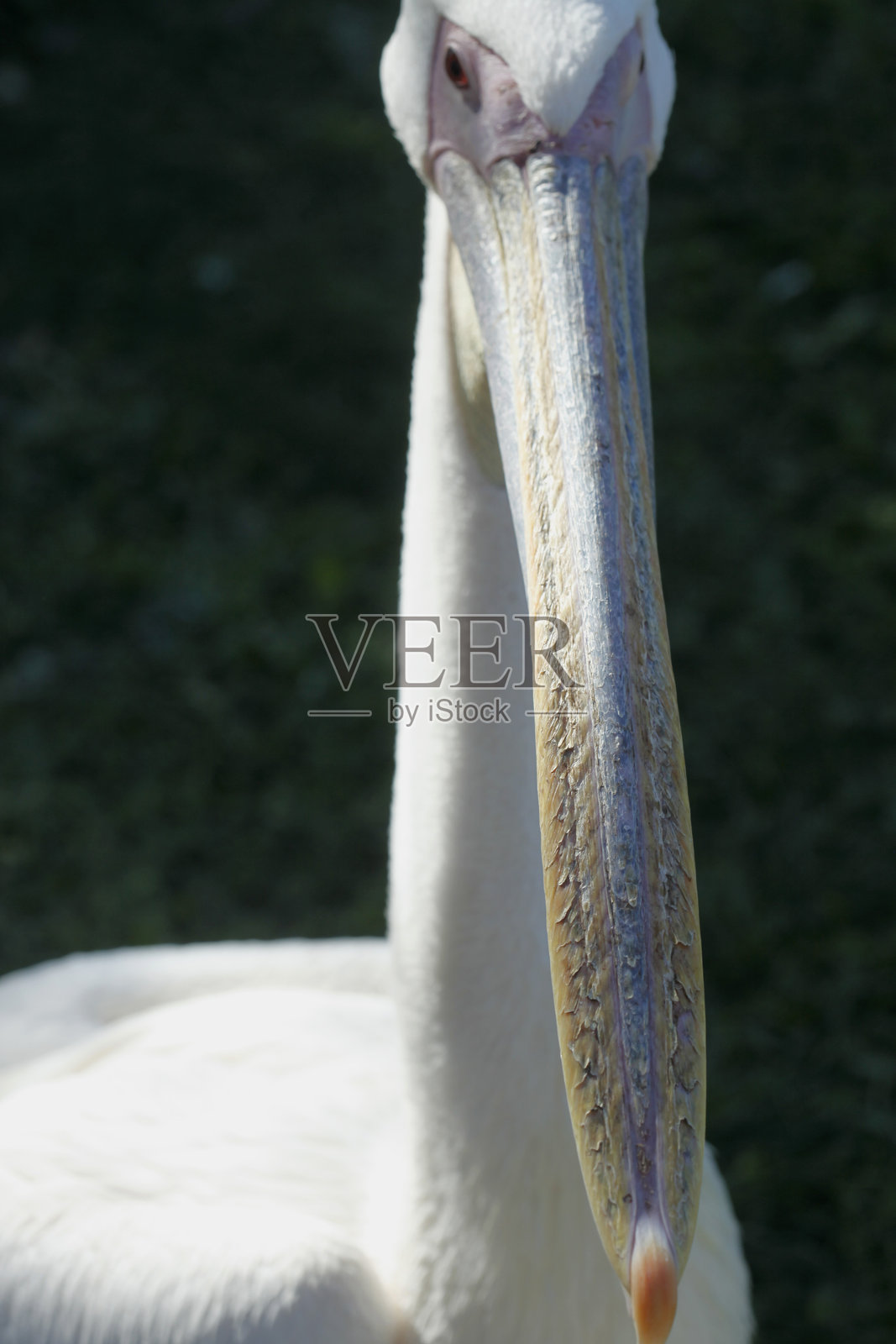 大白鹈鹕肖像照片摄影图片