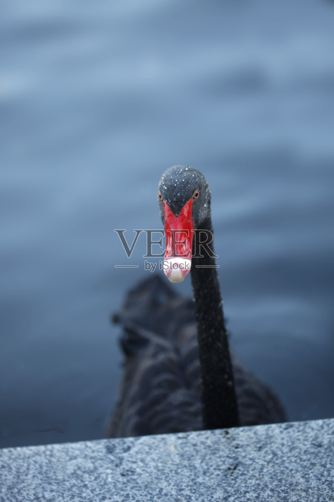 可爱黑天鹅肖像照片摄影图片