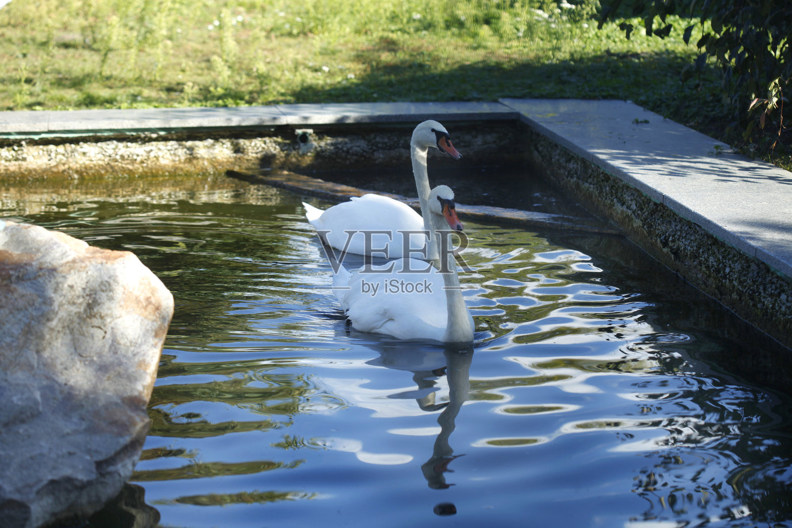 可爱白 Swan Portrait照片摄影图片