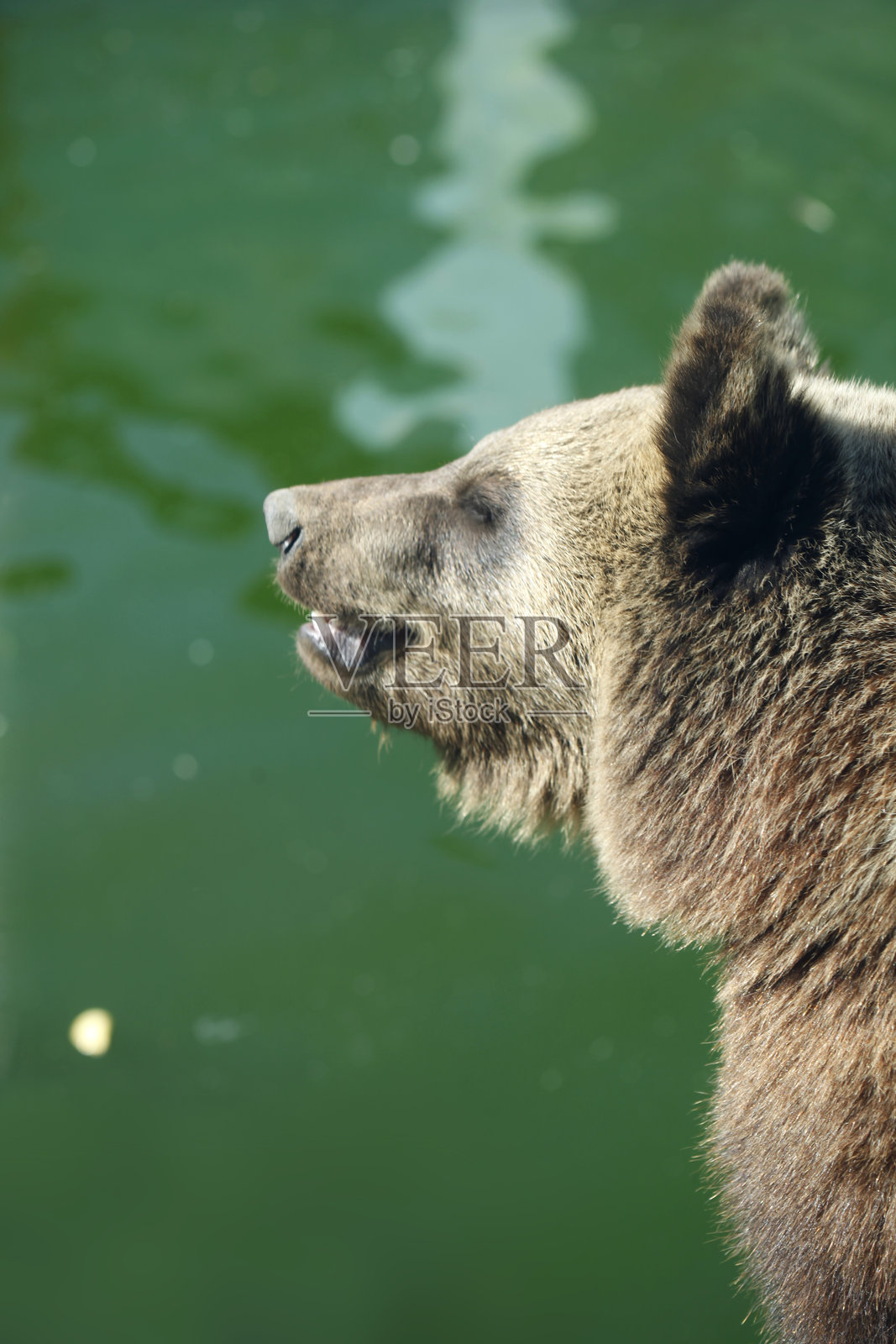 可爱的棕熊肖像照片摄影图片