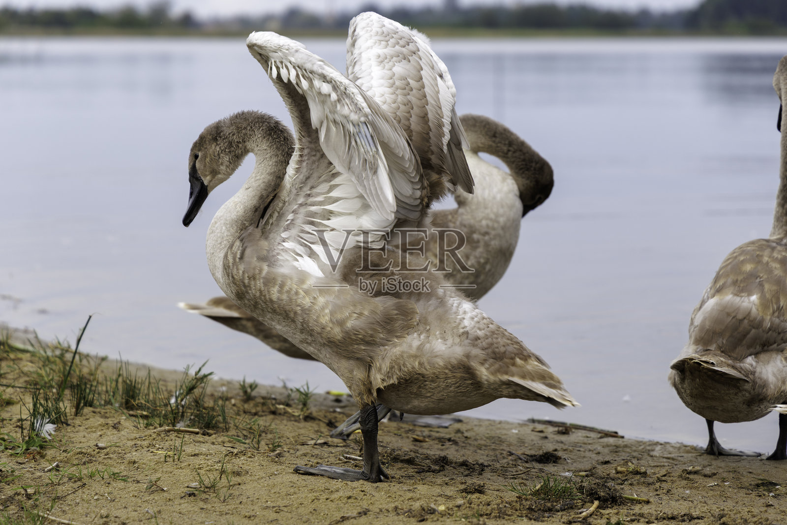 小天鹅抬起头站立照片摄影图片