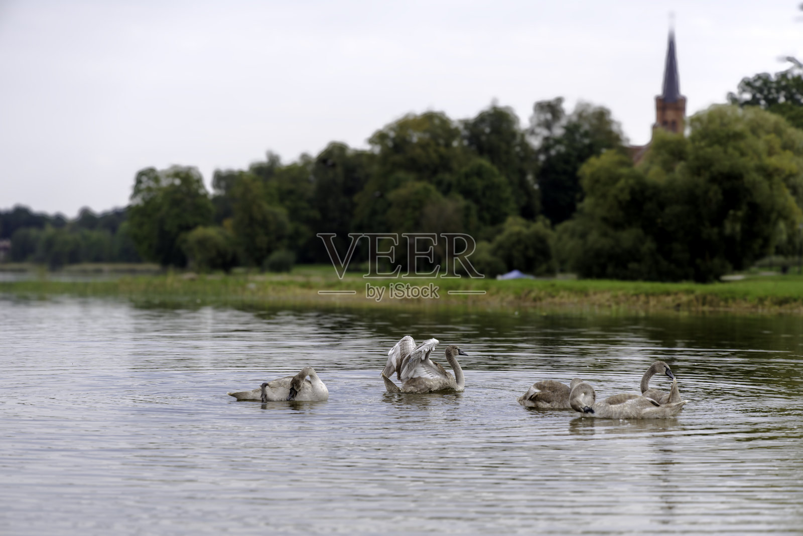 天鹅幼鸟在岸边，背景有教堂尖塔照片摄影图片