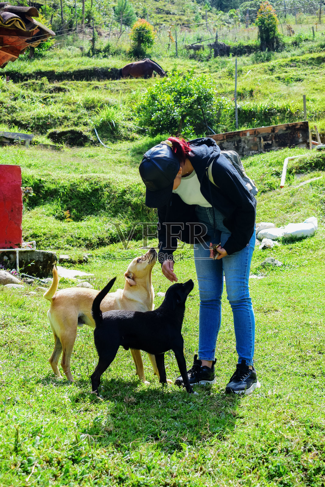 在阳光明媚的乡村徒步旅行中，一位年轻女子与两条友好的狗狗亲昵的瞬间。照片摄影图片