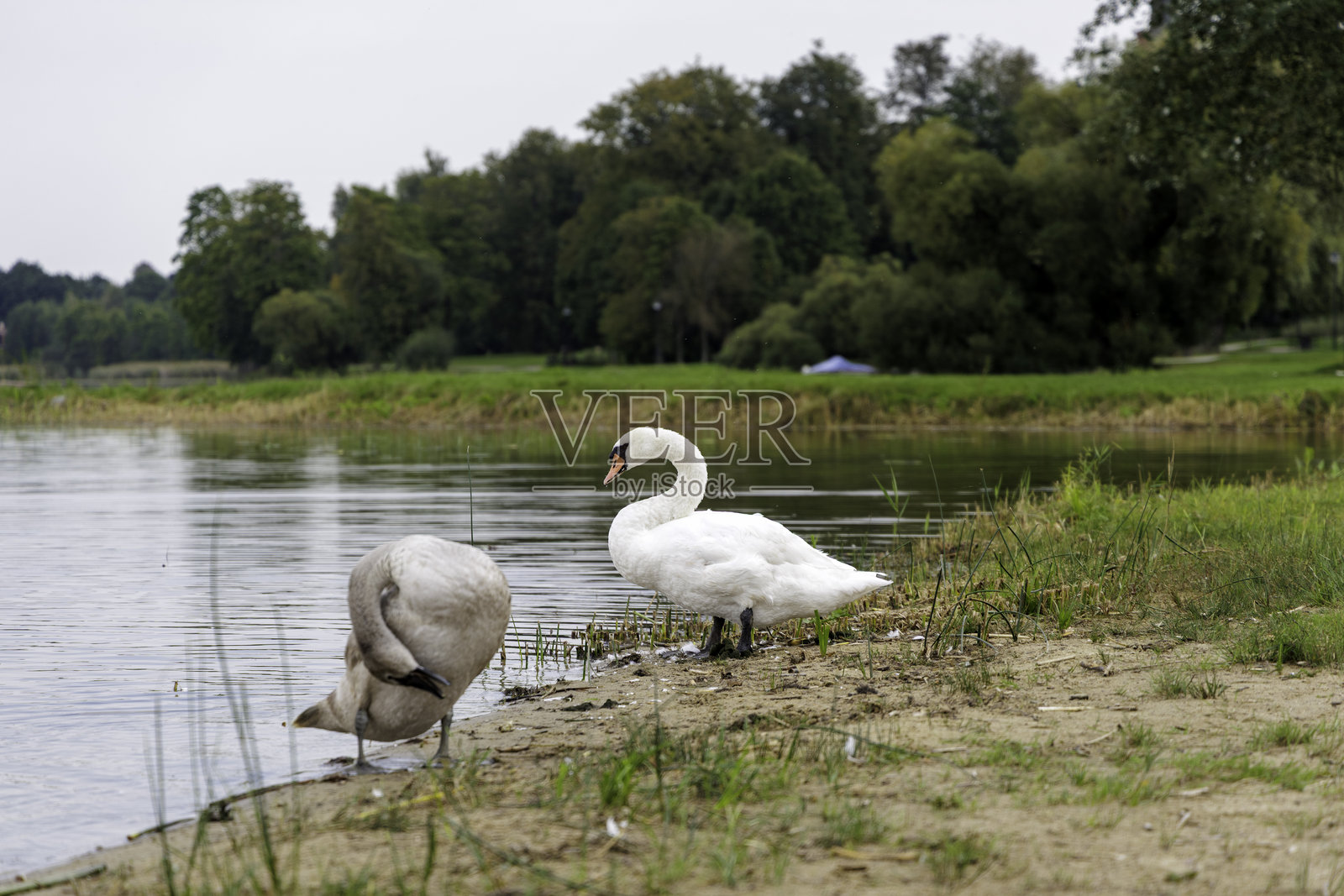 天鹅宝宝群像照照片摄影图片